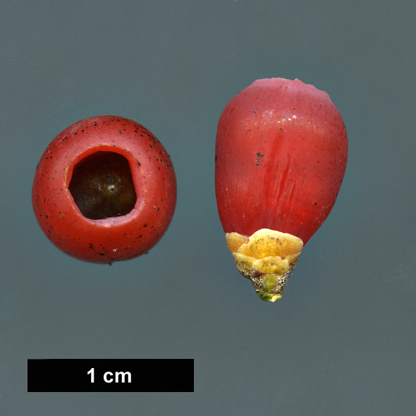 High resolution image: Family: Taxaceae - Genus: Taxus - Taxon: baccata