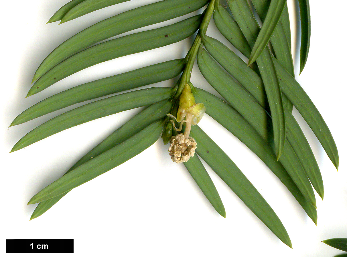 High resolution image: Family: Taxaceae - Genus: Taxus - Taxon: wallichiana