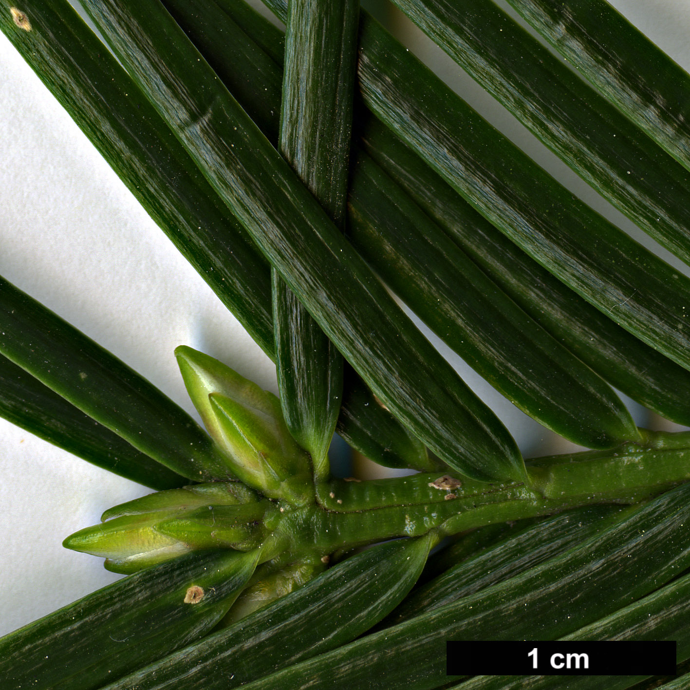 High resolution image: Family: Taxaceae - Genus: Torreya - Taxon: californica