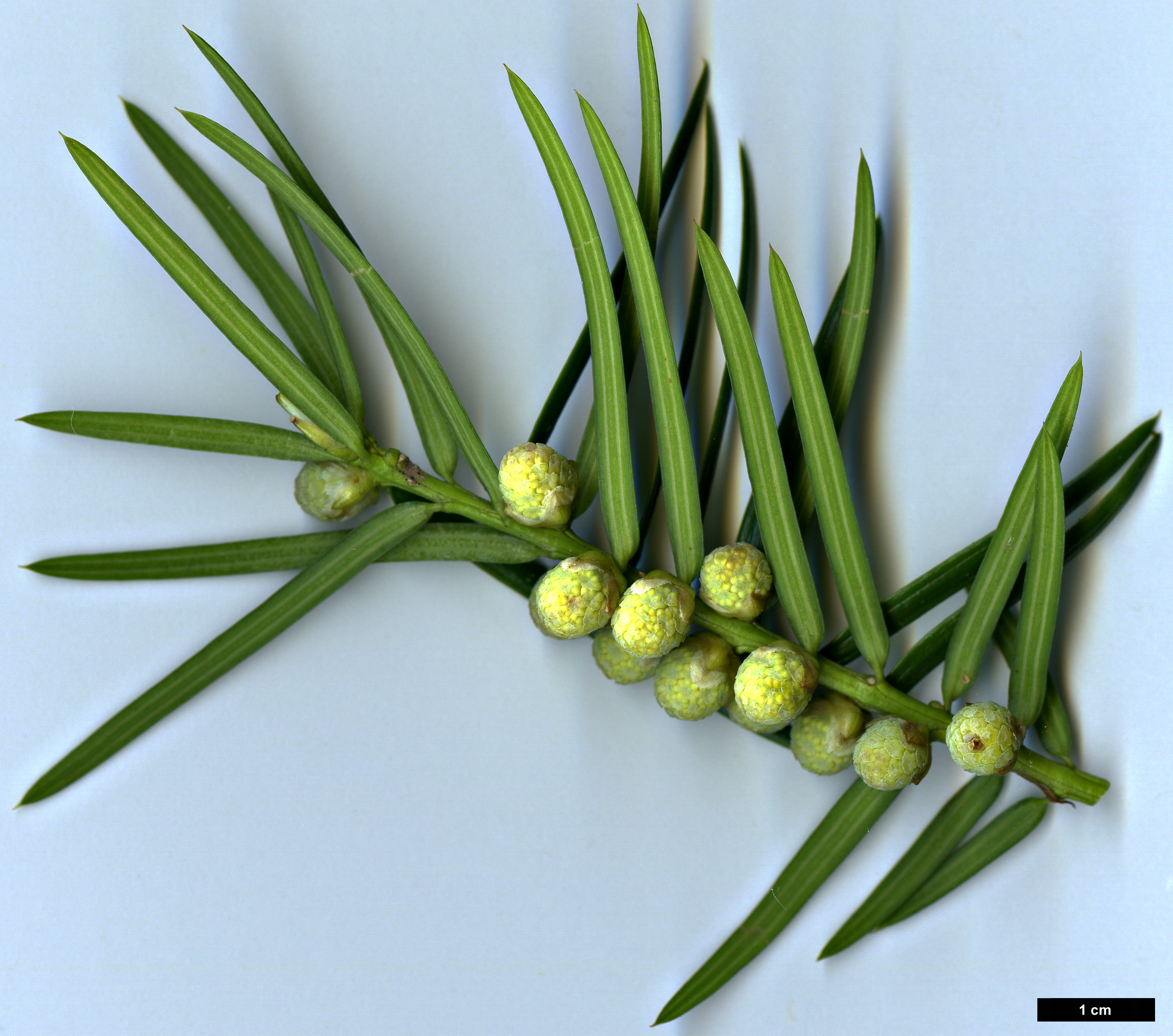 High resolution image: Family: Taxaceae - Genus: Torreya - Taxon: californica