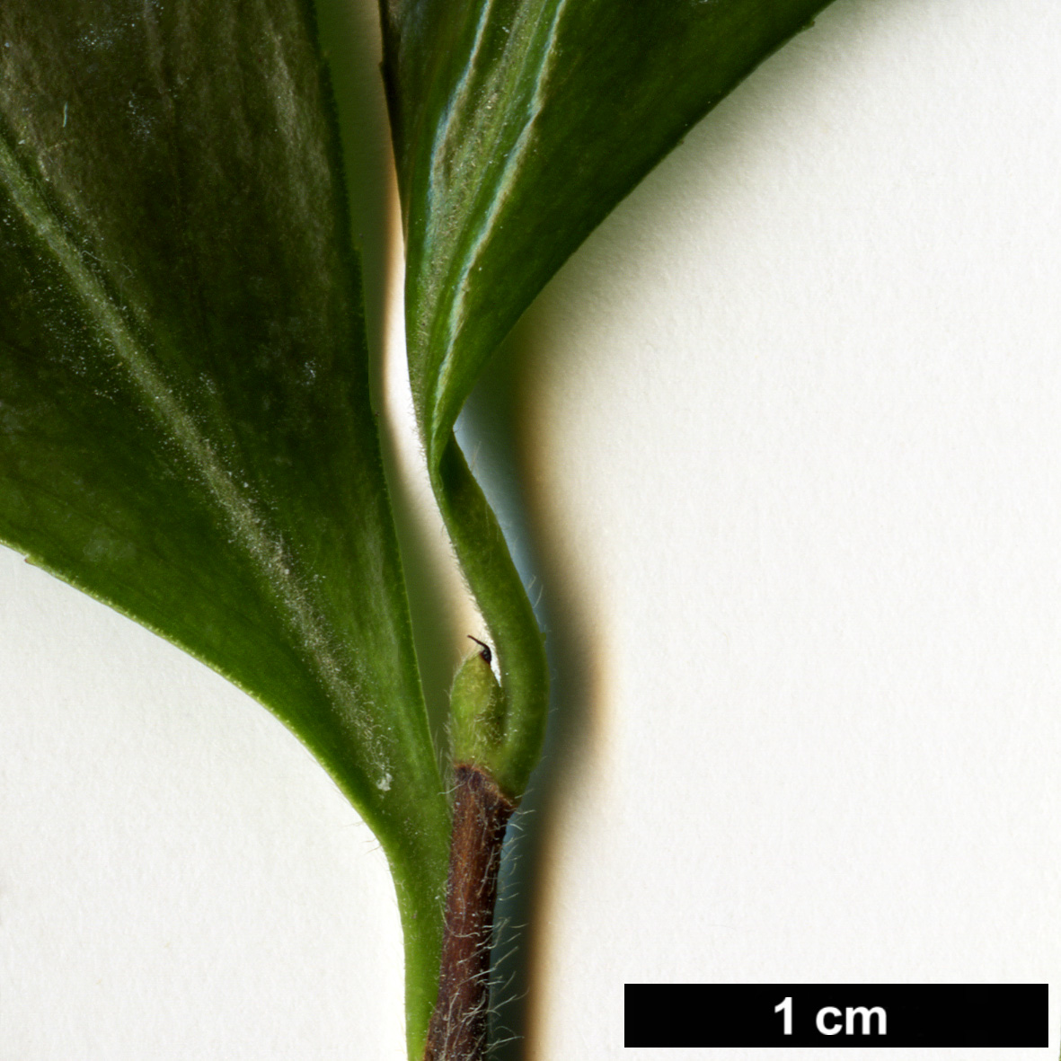 High resolution image: Family: Theaceae - Genus: Camellia - Taxon: obtusifolia