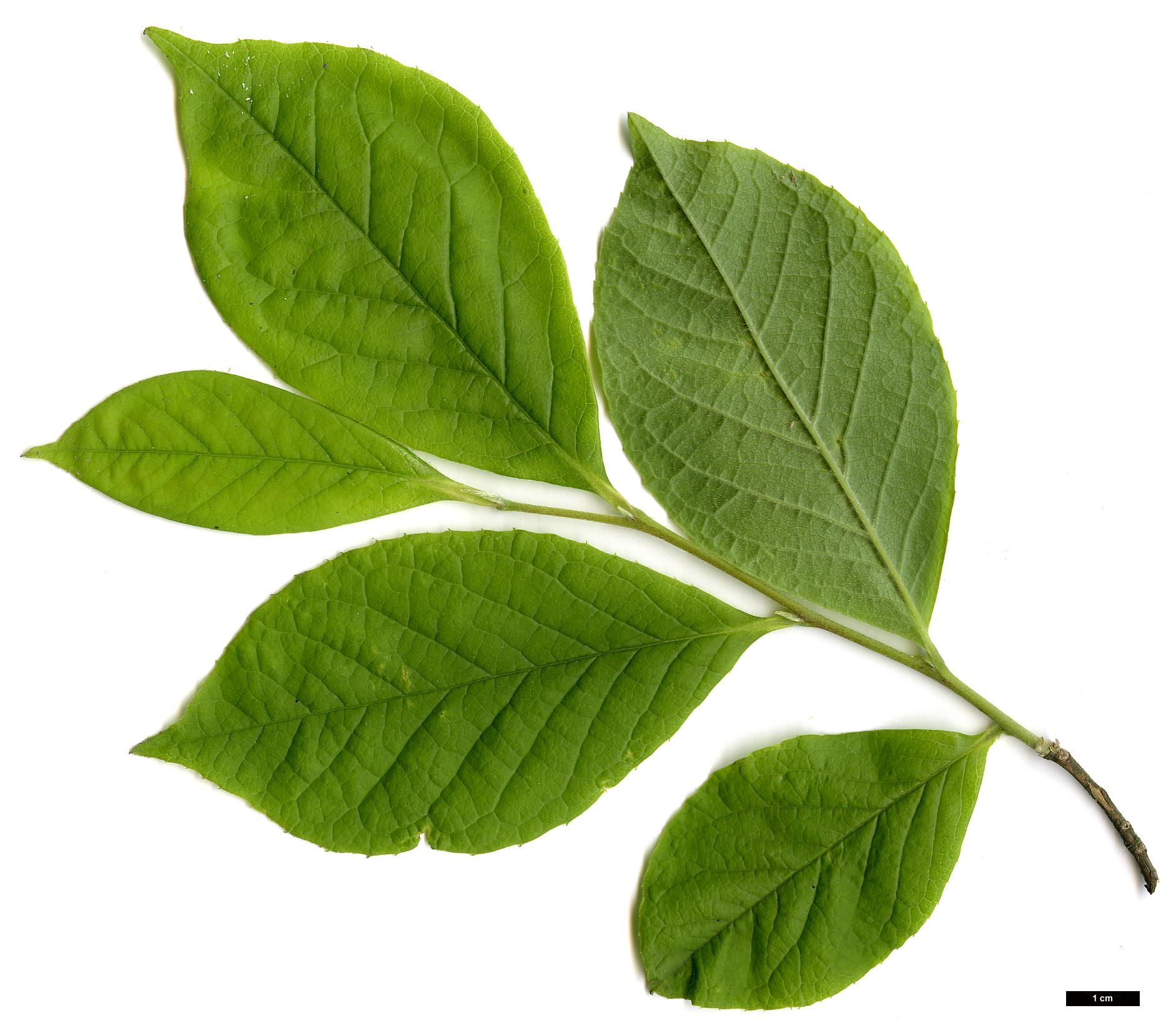 High resolution image: Family: Theaceae - Genus: Stewartia - Taxon: malacodendron