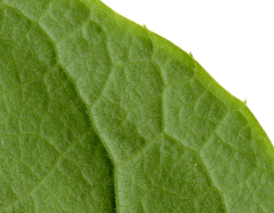 High resolution image: Family: Theaceae - Genus: Stewartia - Taxon: malacodendron