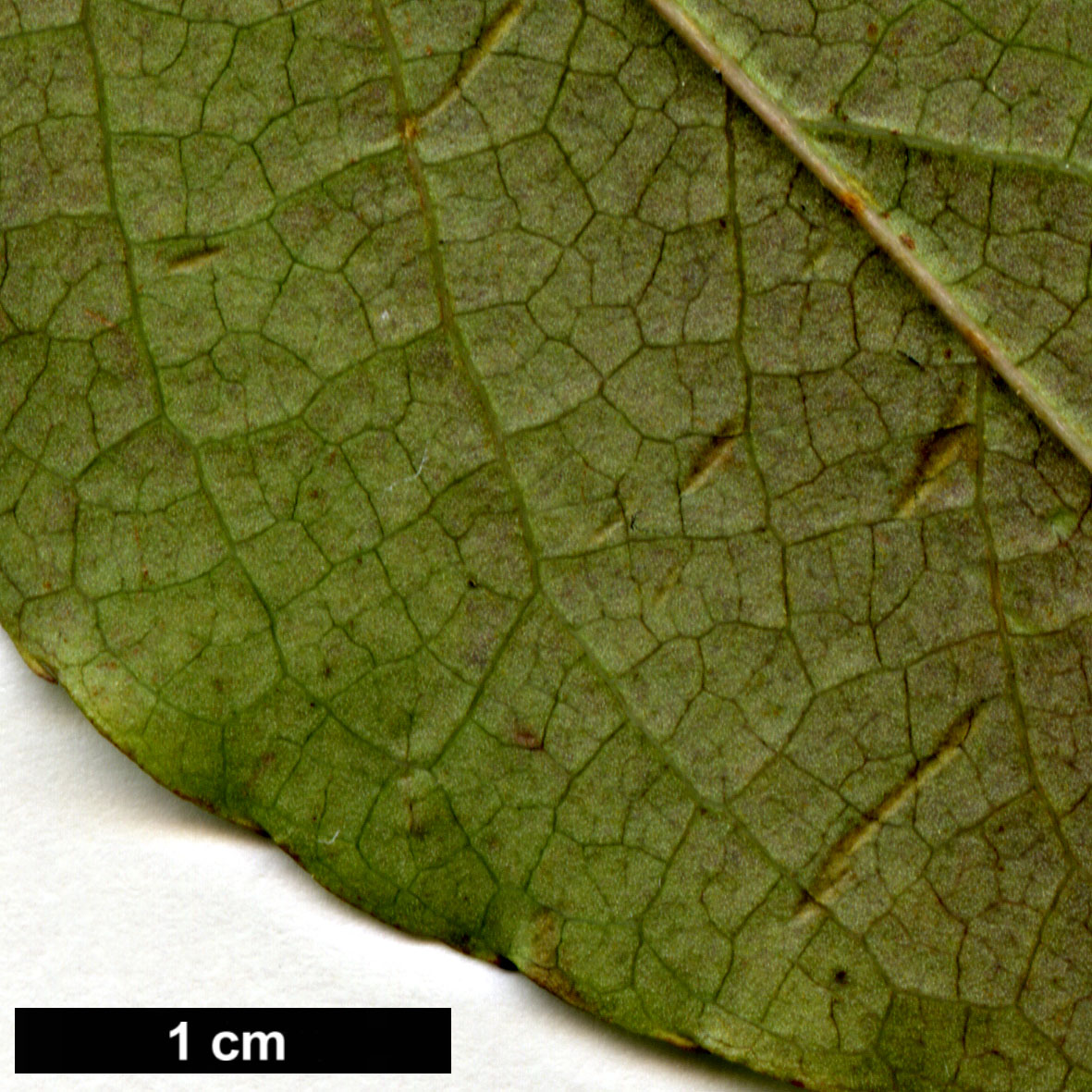 High resolution image: Family: Theaceae - Genus: Stewartia - Taxon: rostrata
