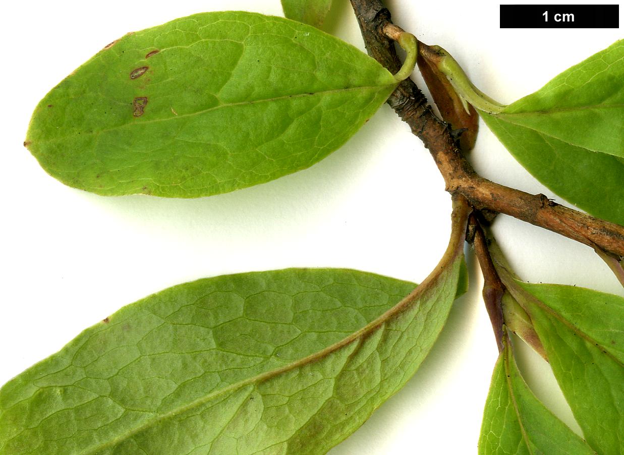 High resolution image: Family: Theaceae - Genus: Stewartia - Taxon: sinensis