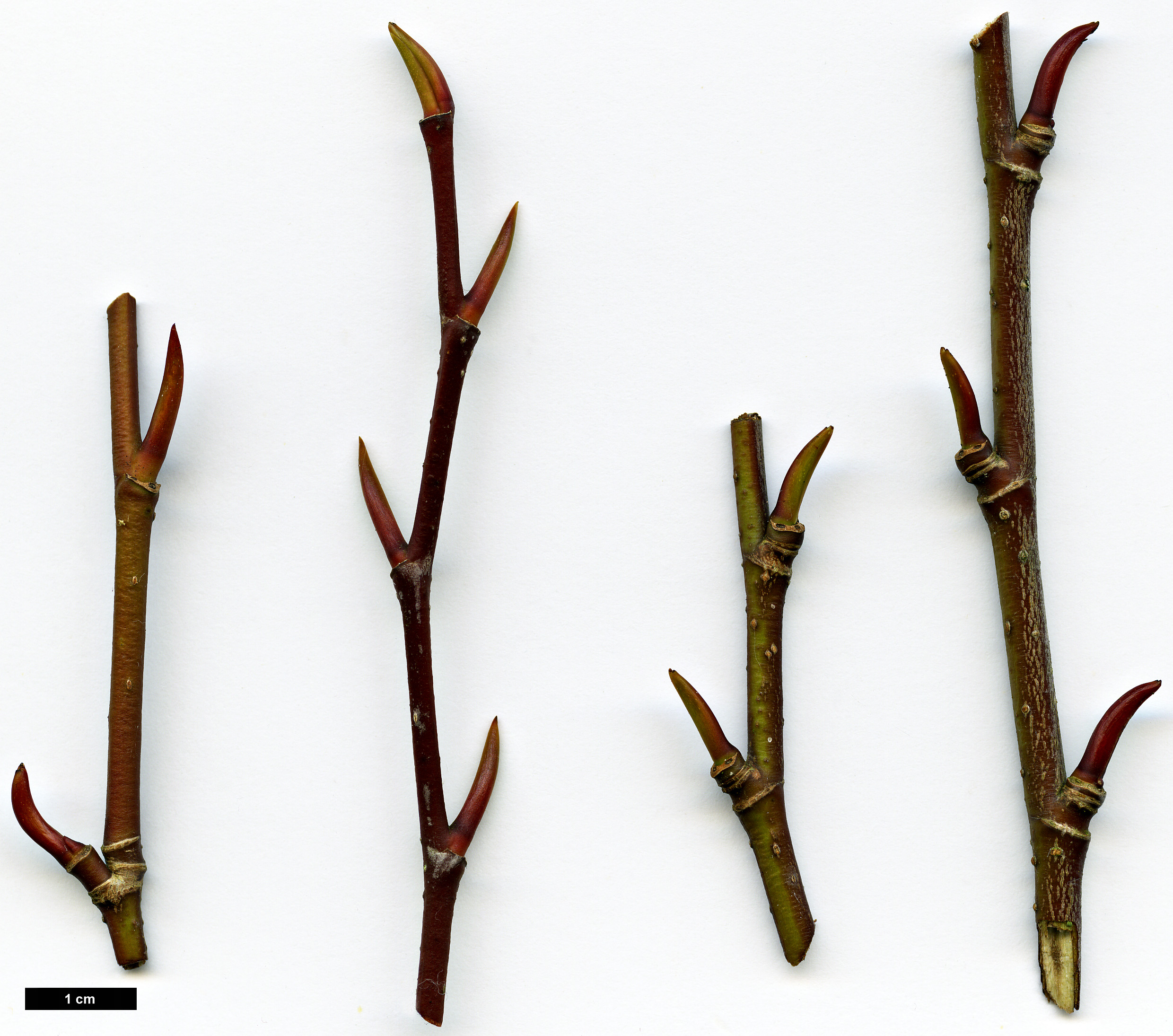 High resolution image: Family: Trochodendraceae - Genus: Tetracentron - Taxon: sinense