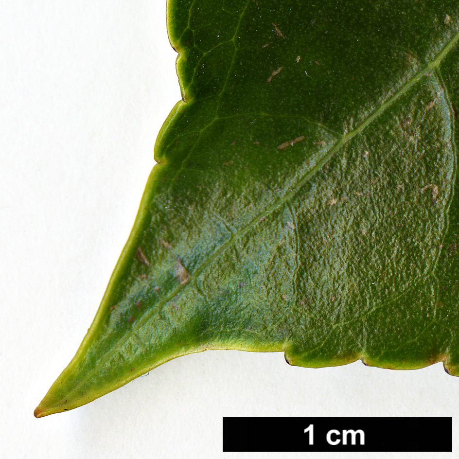 High resolution image: Family: Trochodendraceae - Genus: Trochodendron - Taxon: aralioides