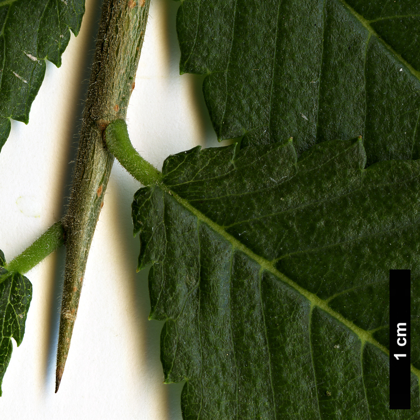 High resolution image: Family: Ulmaceae - Genus: Hemiptelea - Taxon: davidii