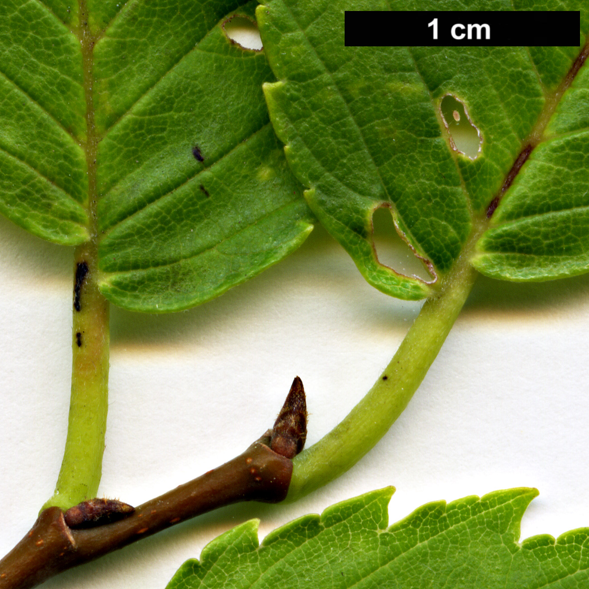 High resolution image: Family: Ulmaceae - Genus: Ulmus - Taxon: americana