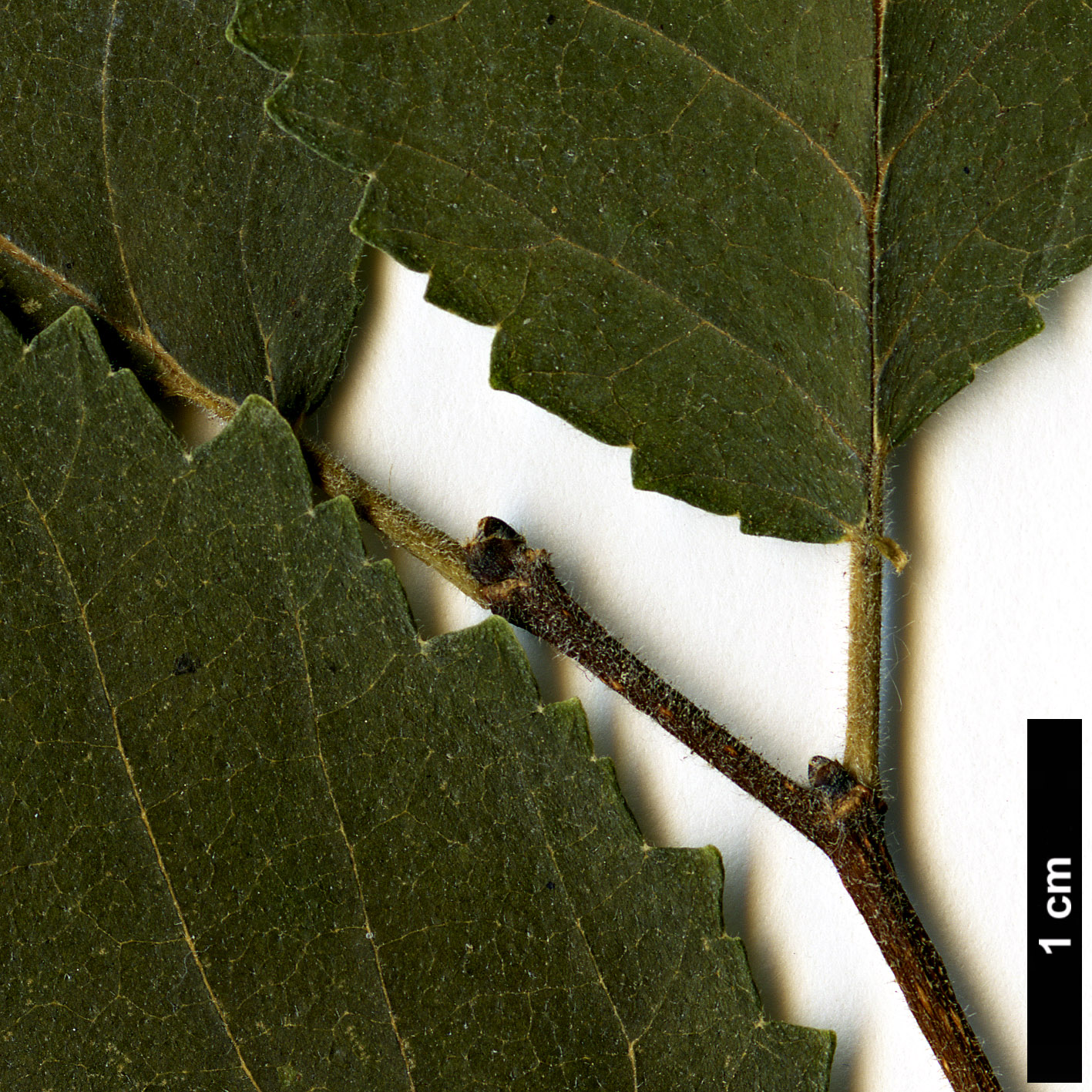 High resolution image: Family: Ulmaceae - Genus: Ulmus - Taxon: canescens