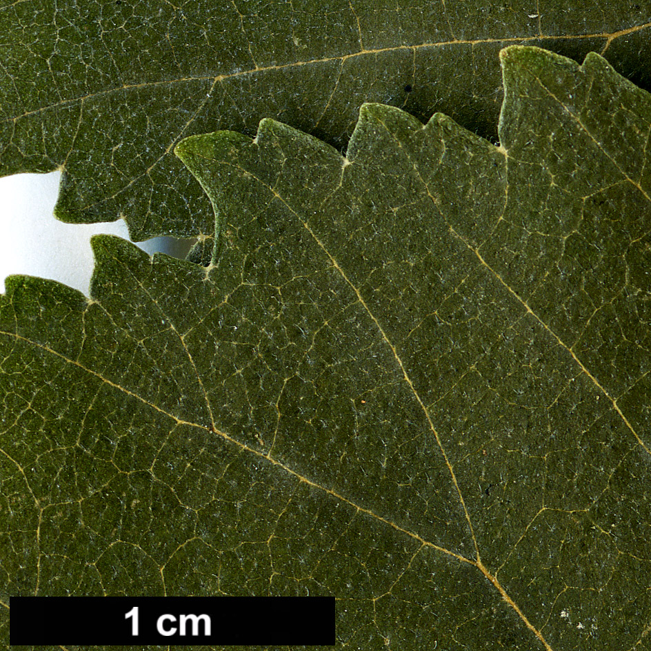 High resolution image: Family: Ulmaceae - Genus: Ulmus - Taxon: canescens