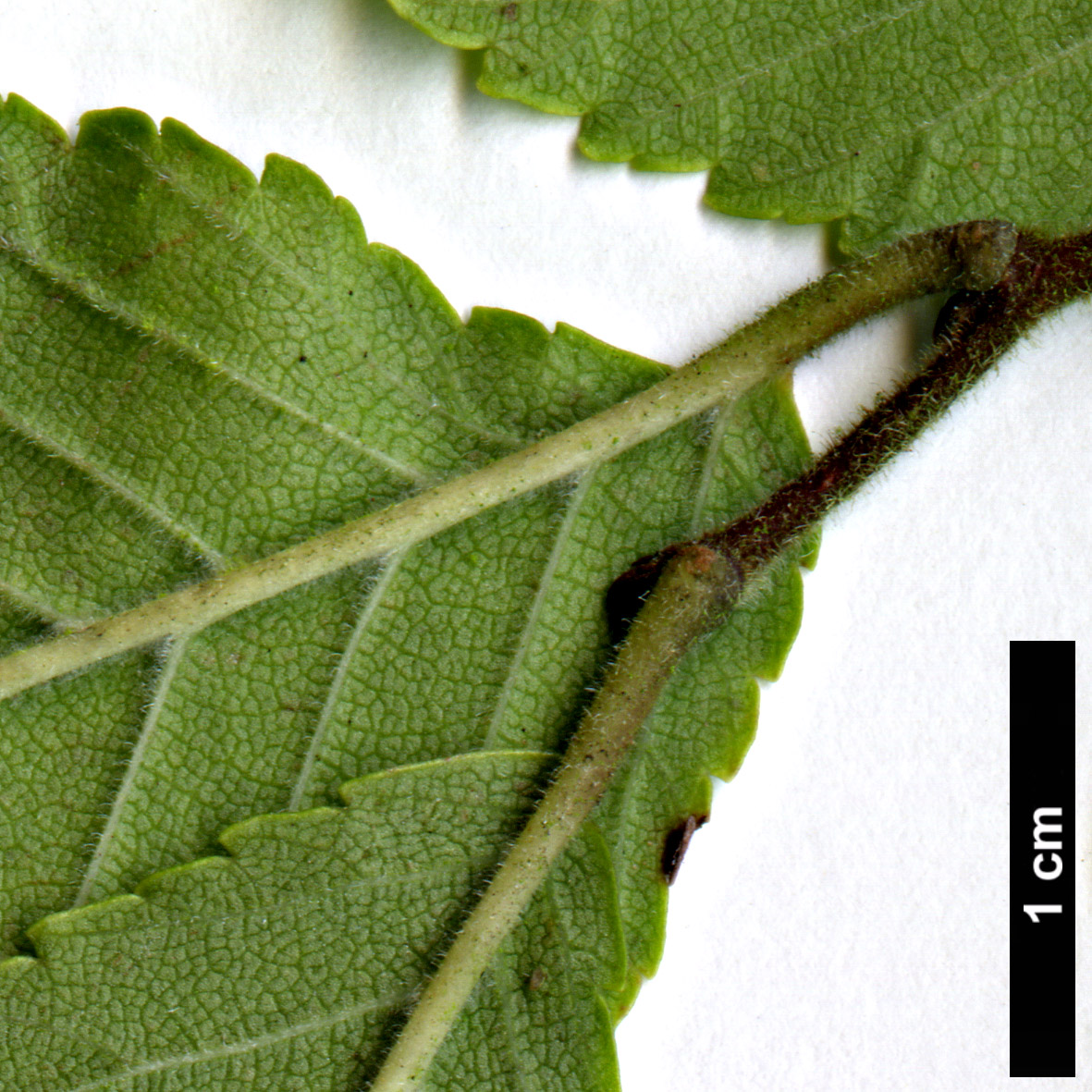 High resolution image: Family: Ulmaceae - Genus: Ulmus - Taxon: davidiana