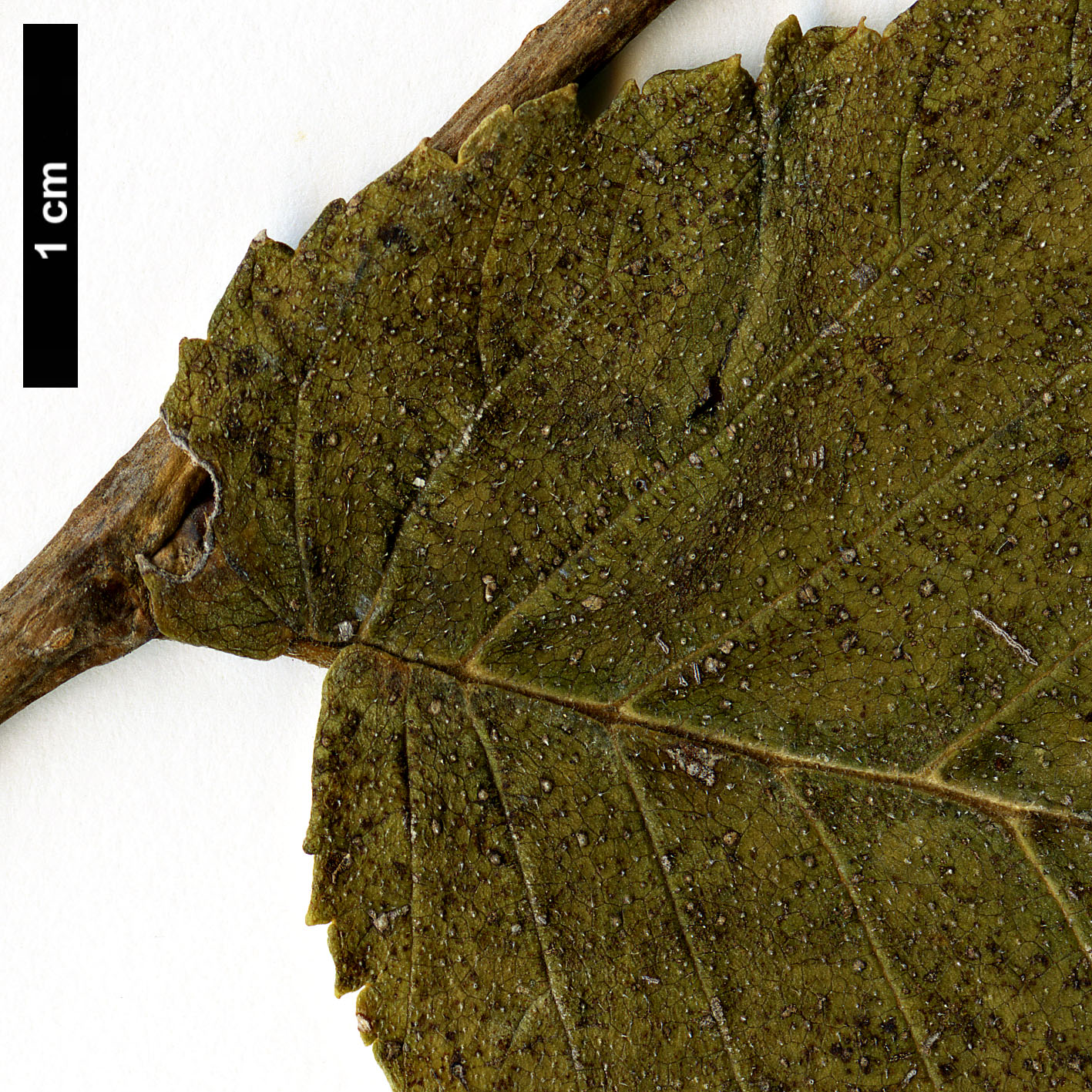 High resolution image: Family: Ulmaceae - Genus: Ulmus - Taxon: laciniata