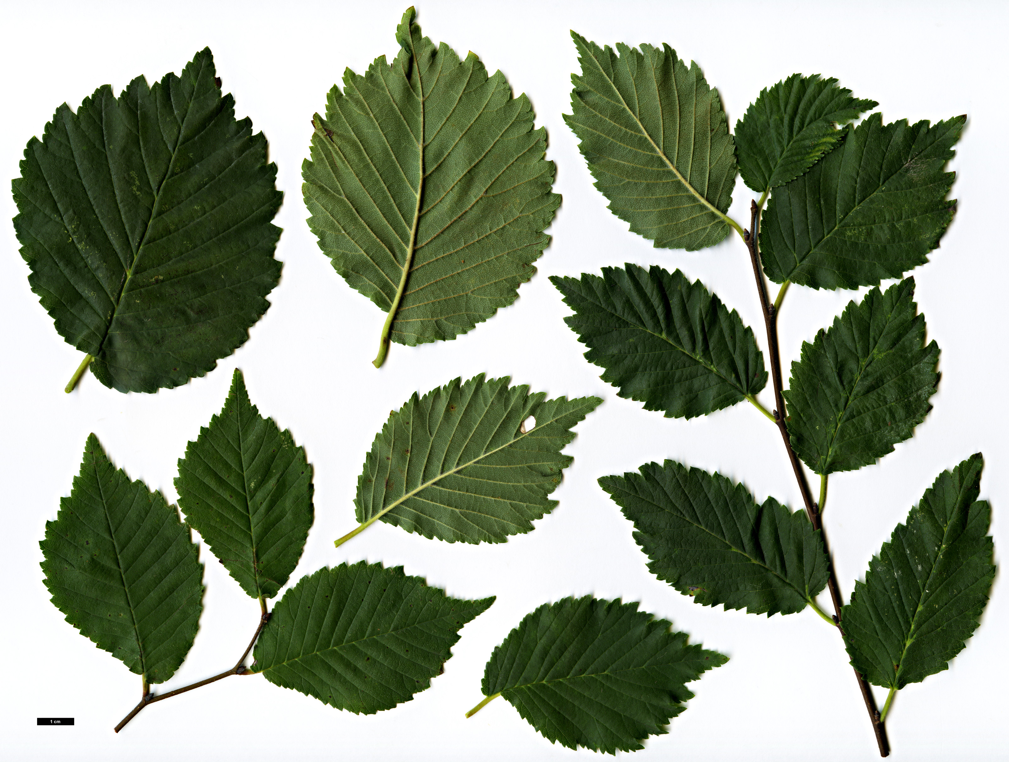 High resolution image: Family: Ulmaceae - Genus: Ulmus - Taxon: minor