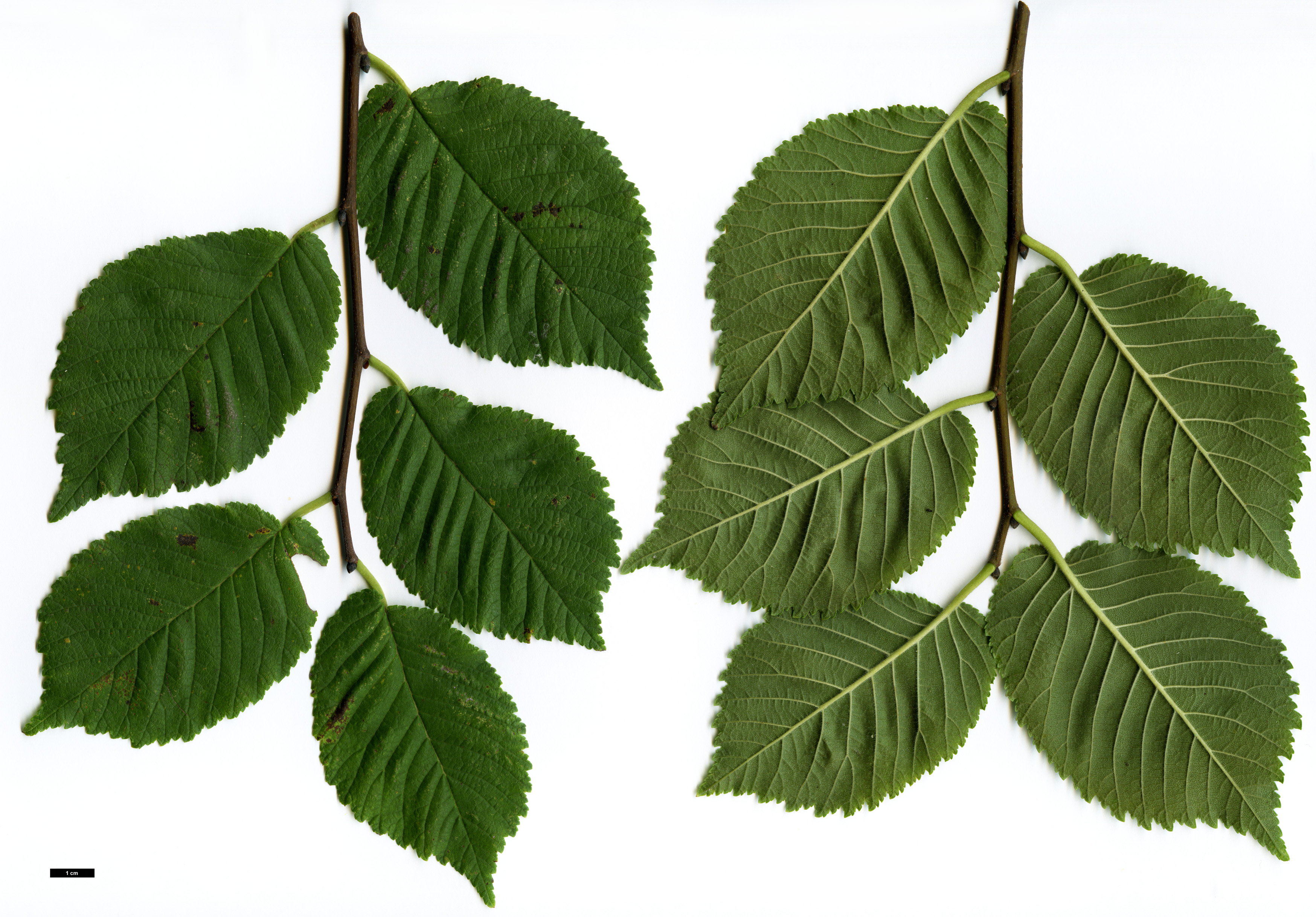 High resolution image: Family: Ulmaceae - Genus: Ulmus - Taxon: rubra