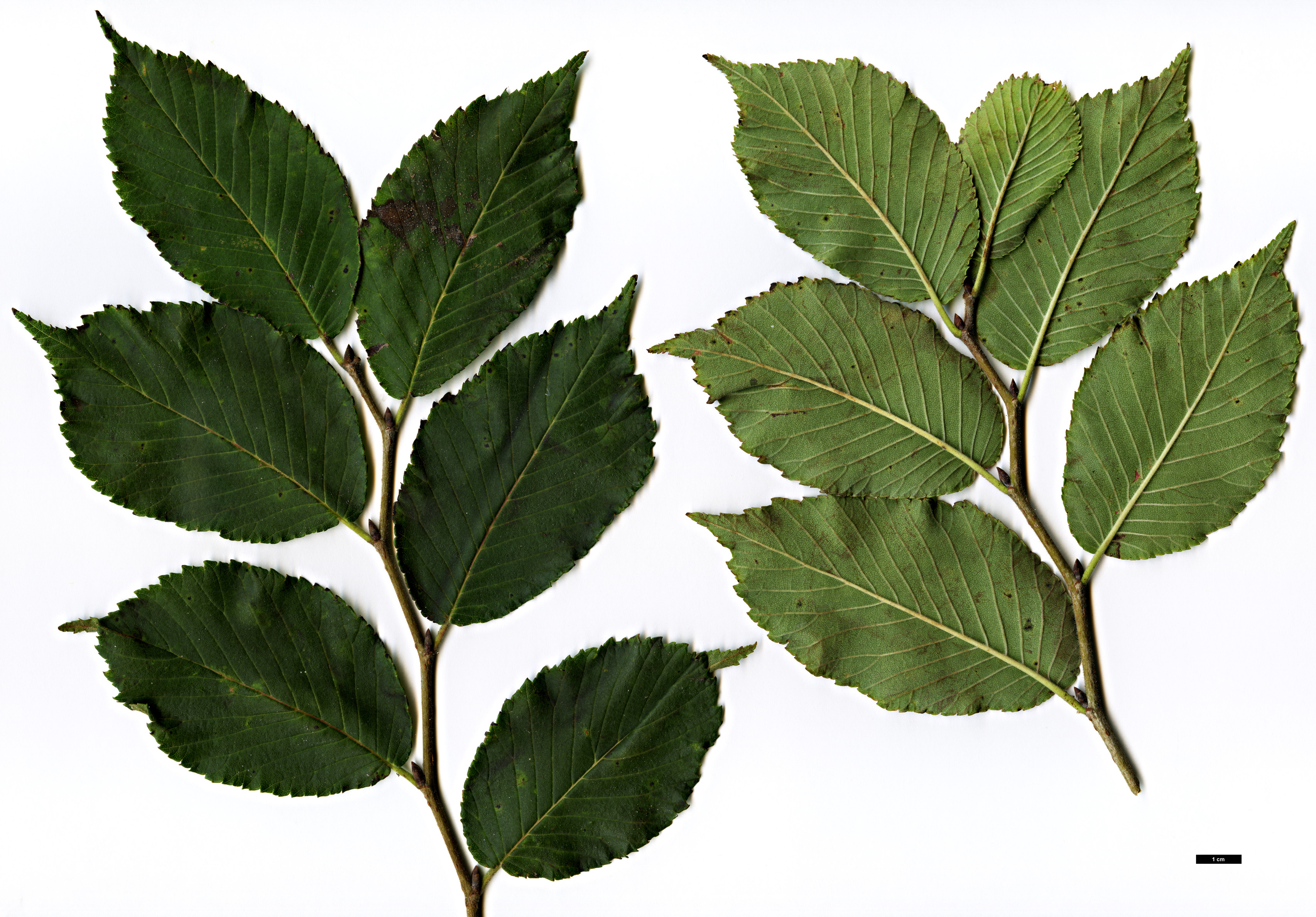High resolution image: Family: Ulmaceae - Genus: Ulmus - Taxon: szechuanica