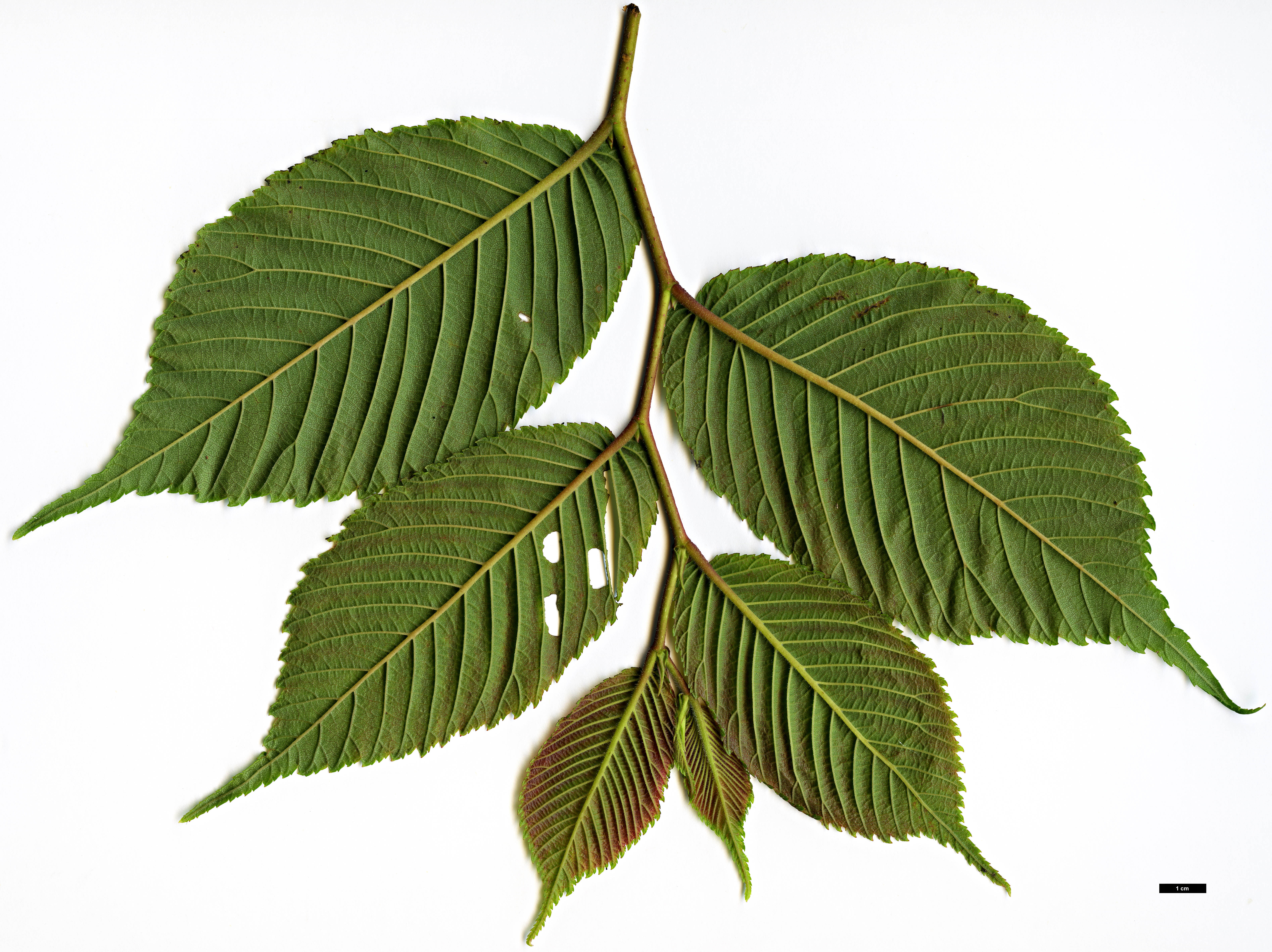 High resolution image: Family: Ulmaceae - Genus: Ulmus - Taxon: uyematsui