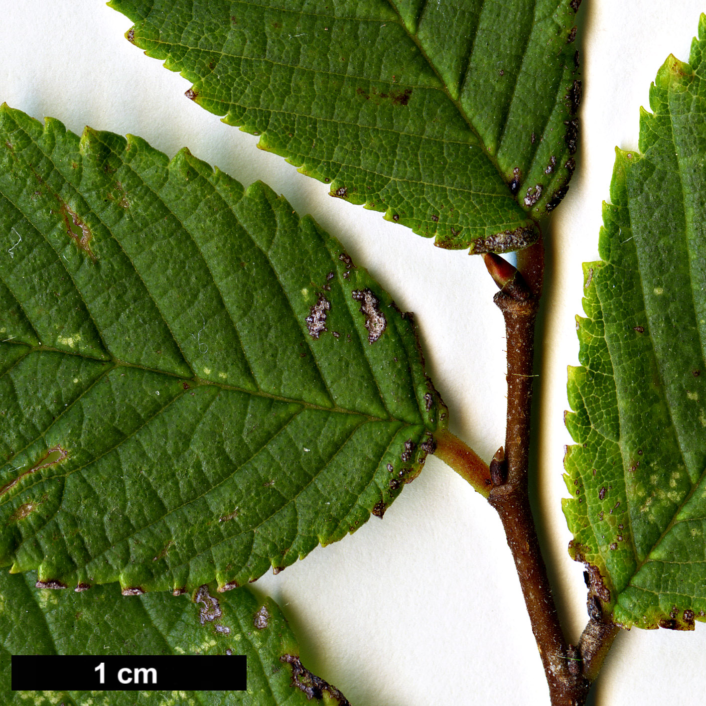 High resolution image: Family: Ulmaceae - Genus: Ulmus - Taxon: uyematsui