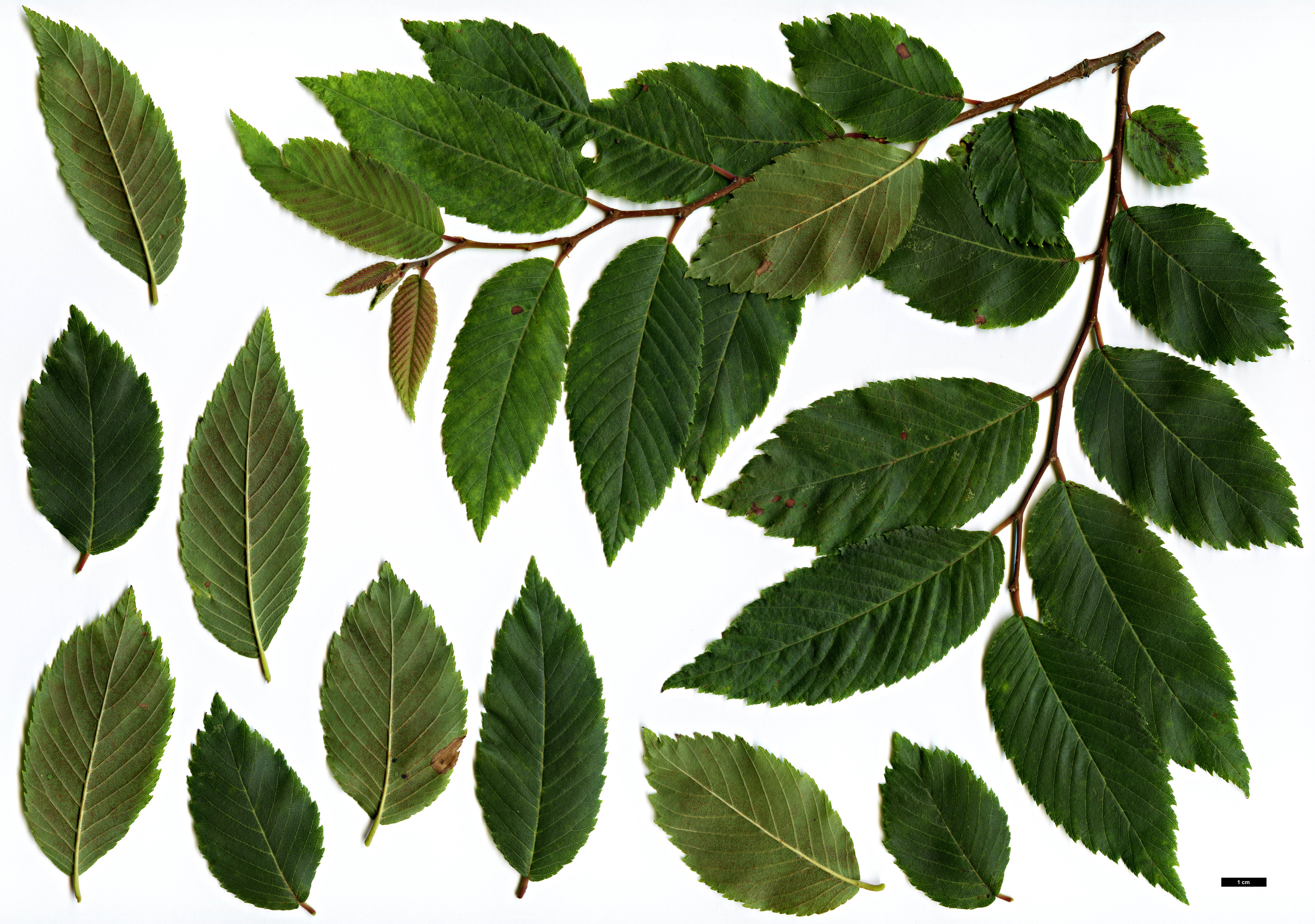 High resolution image: Family: Ulmaceae - Genus: Ulmus - Taxon: villosa