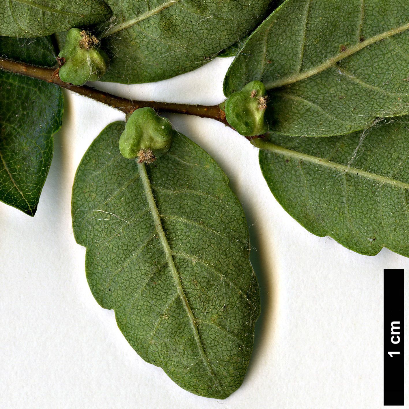 High resolution image: Family: Ulmaceae - Genus: Zelkova - Taxon: abelicea