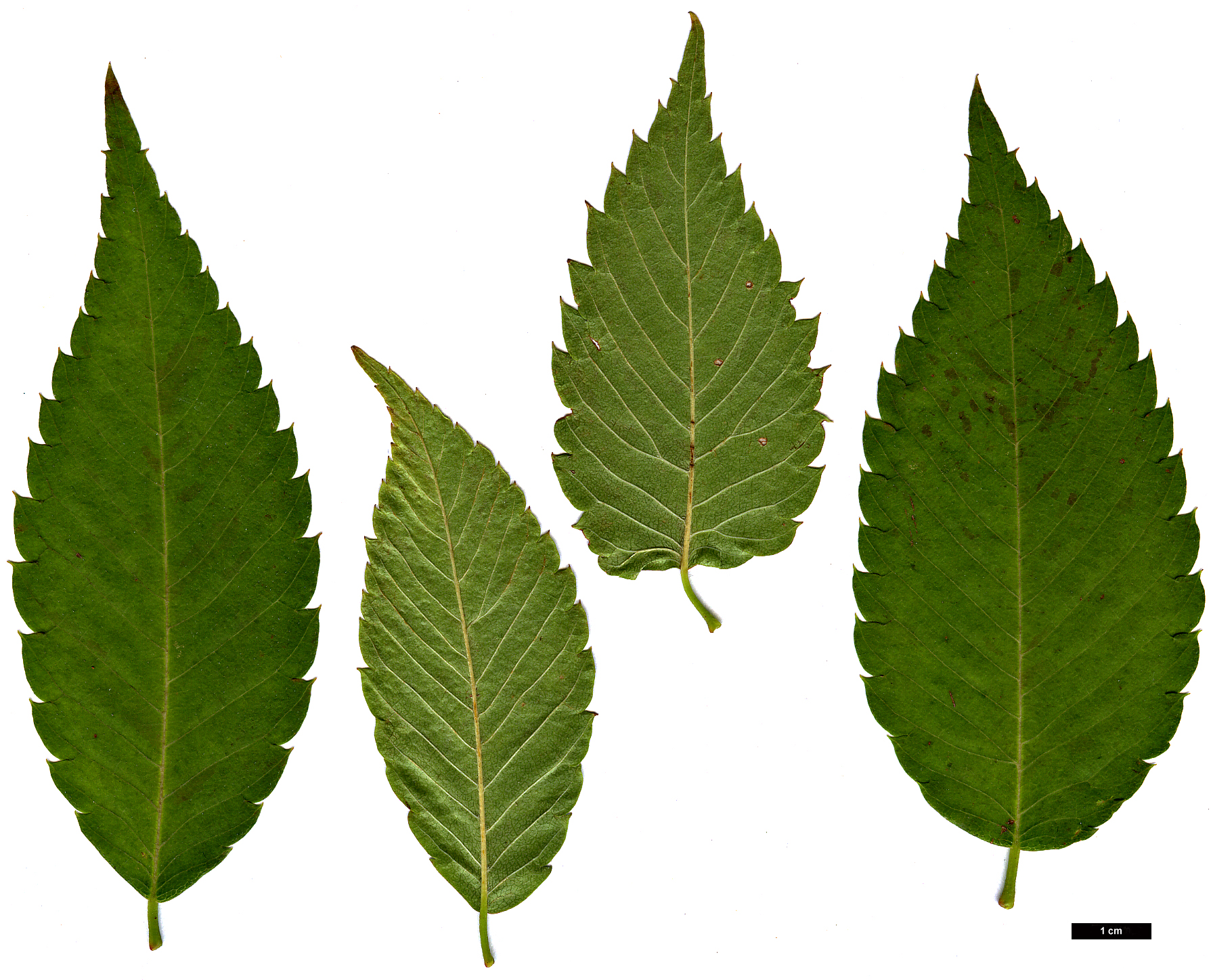 High resolution image: Family: Ulmaceae - Genus: Zelkova - Taxon: serrata