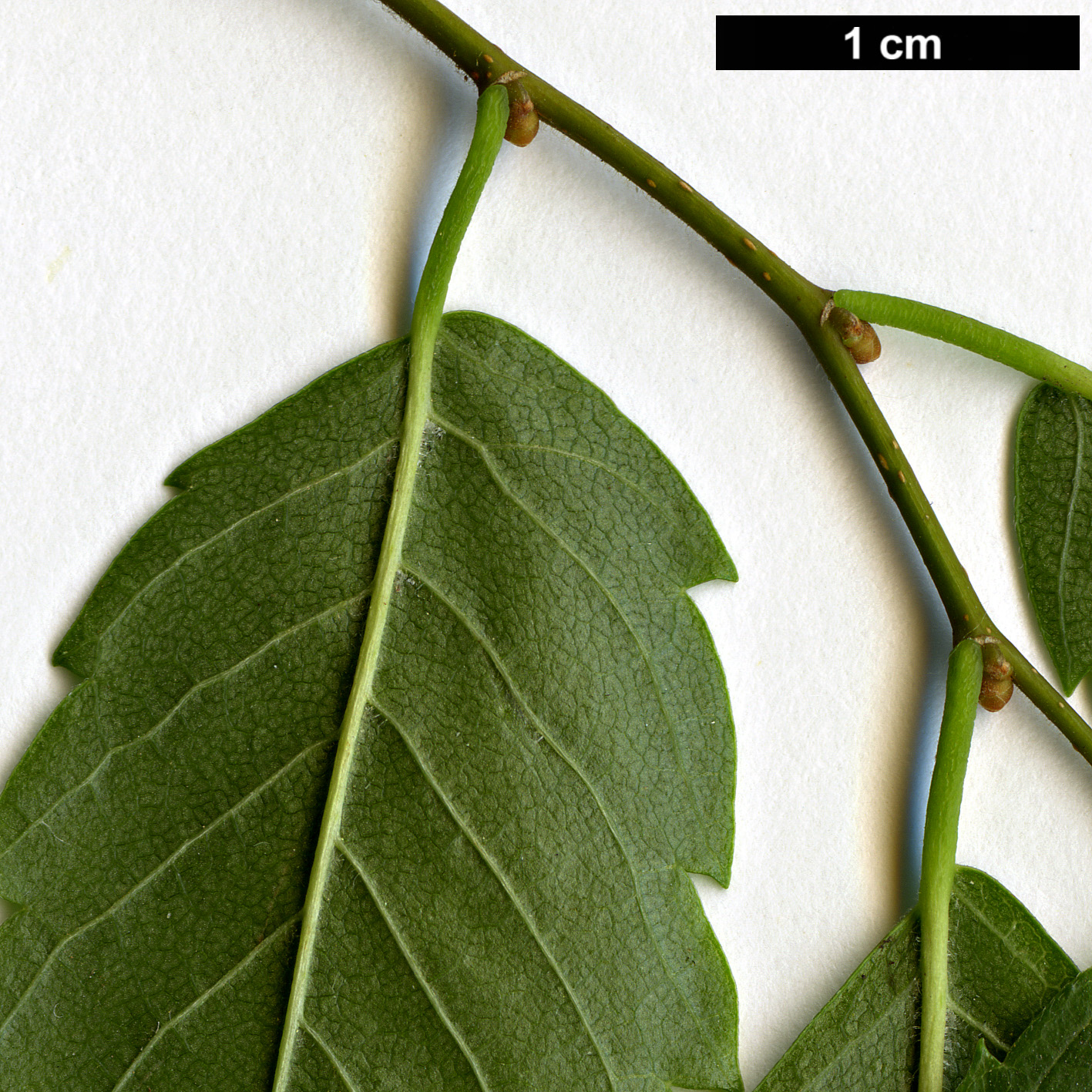 High resolution image: Family: Ulmaceae - Genus: Zelkova - Taxon: serrata