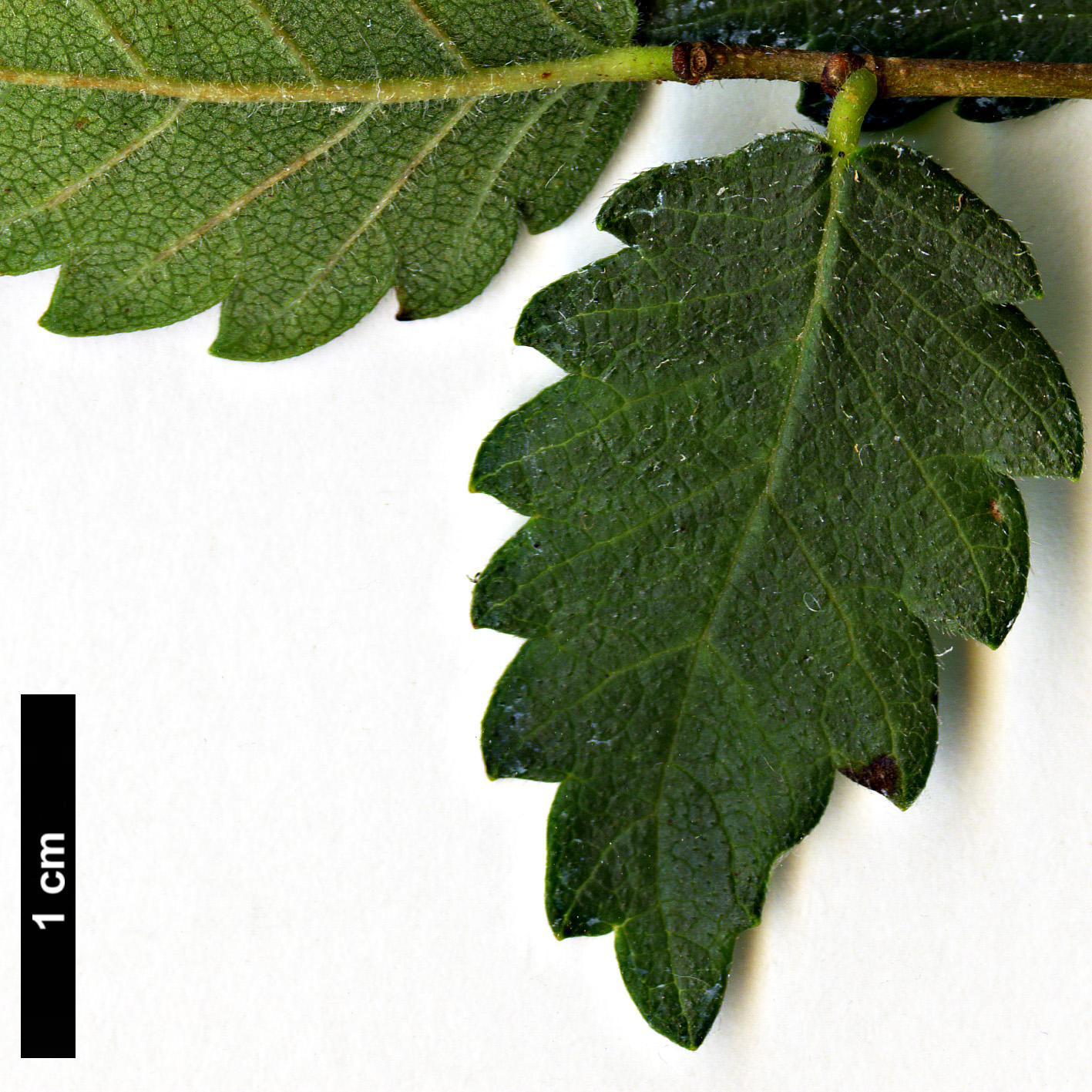 High resolution image: Family: Ulmaceae - Genus: Zelkova - Taxon: sicula