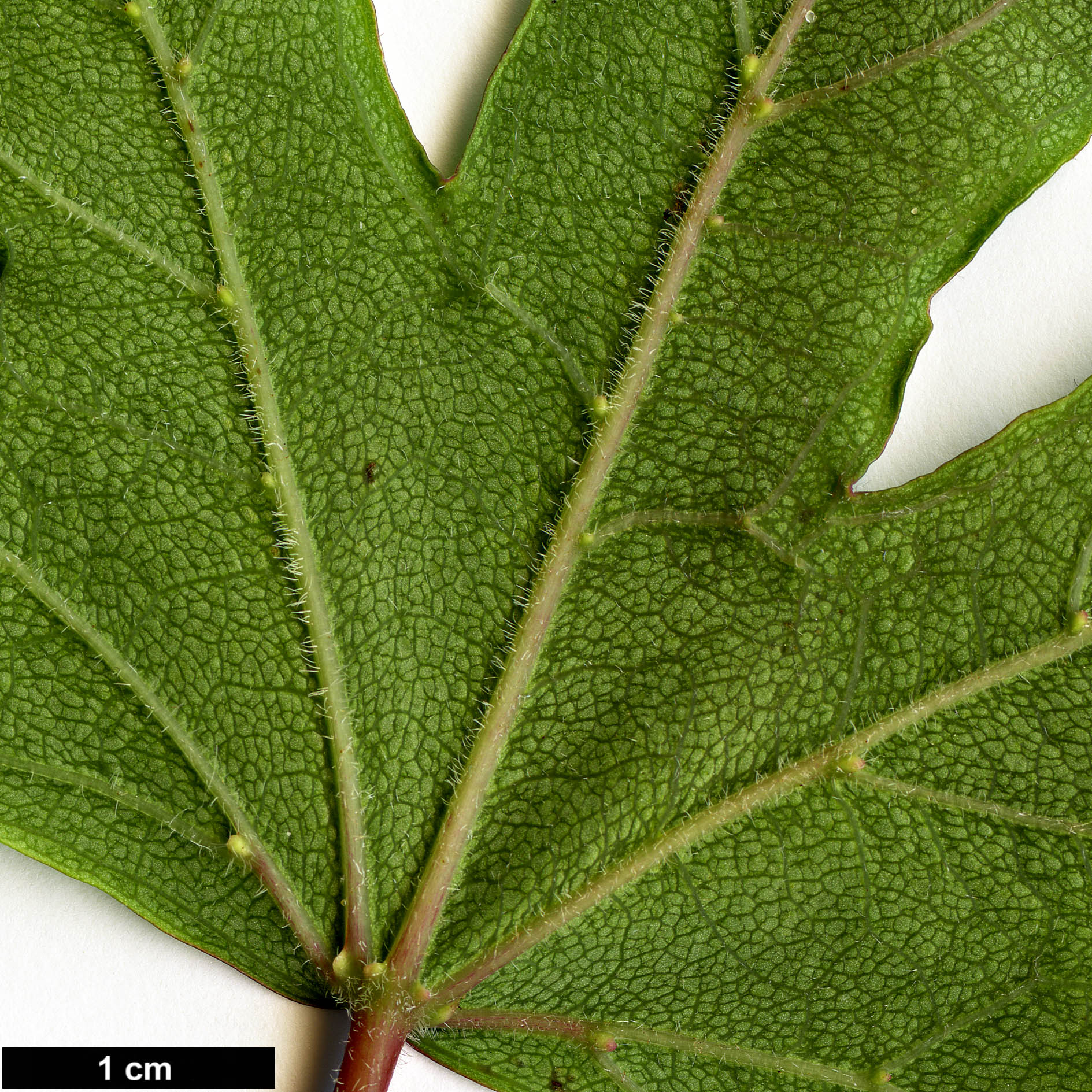 High resolution image: Family: Vitaceae - Genus: Ampelopsis - Taxon: humulifolia