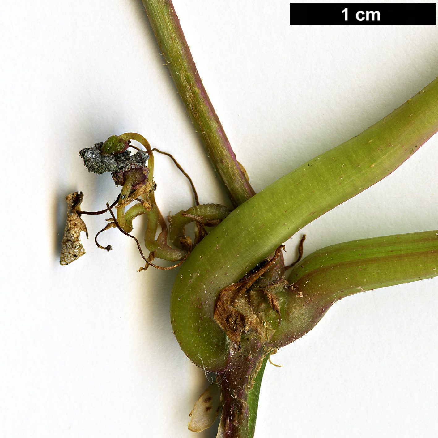 High resolution image: Family: Vitaceae - Genus: Parthenocissus - Taxon: tricuspidata