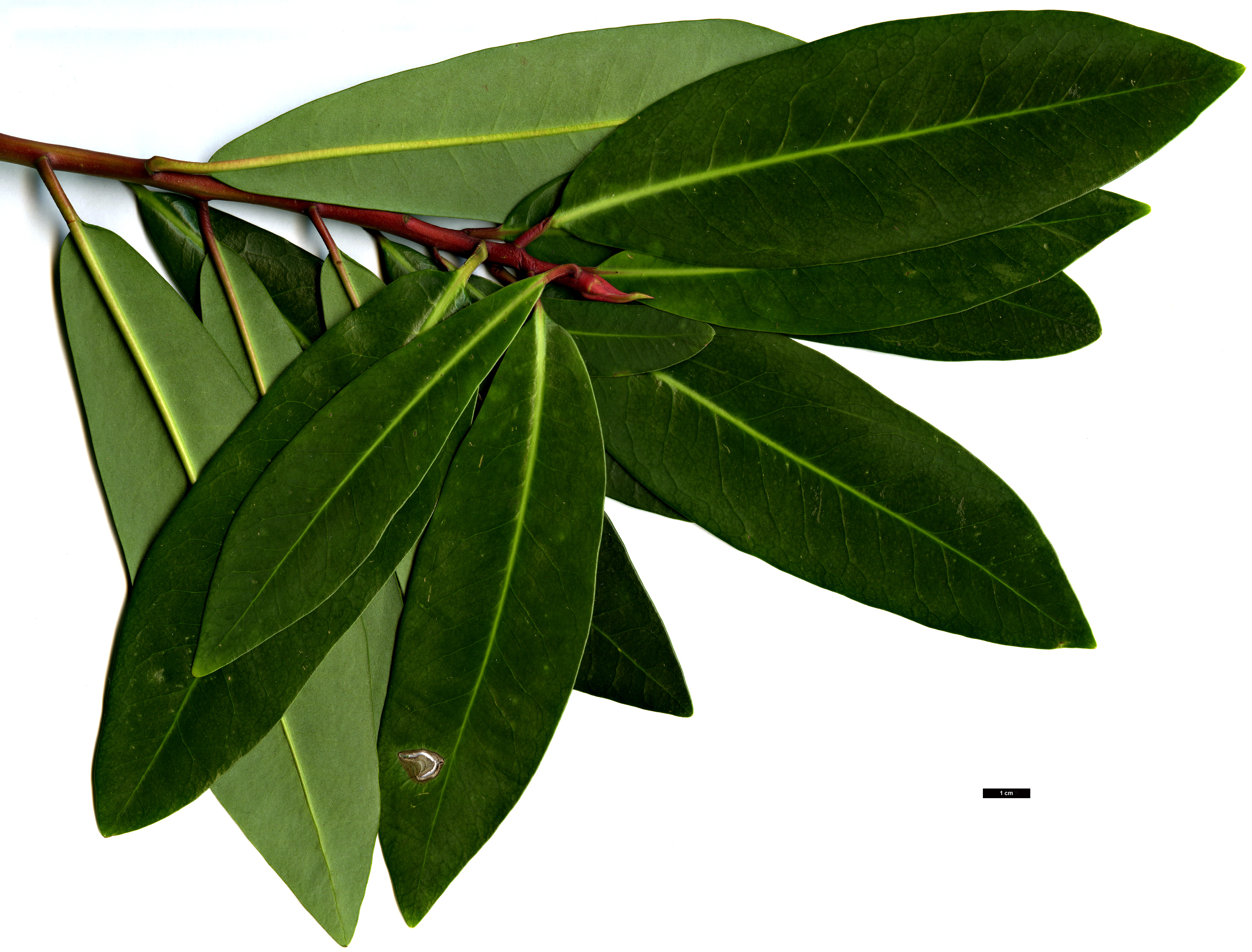 High resolution image: Family: Winteraceae - Genus: Drimys - Taxon: winteri