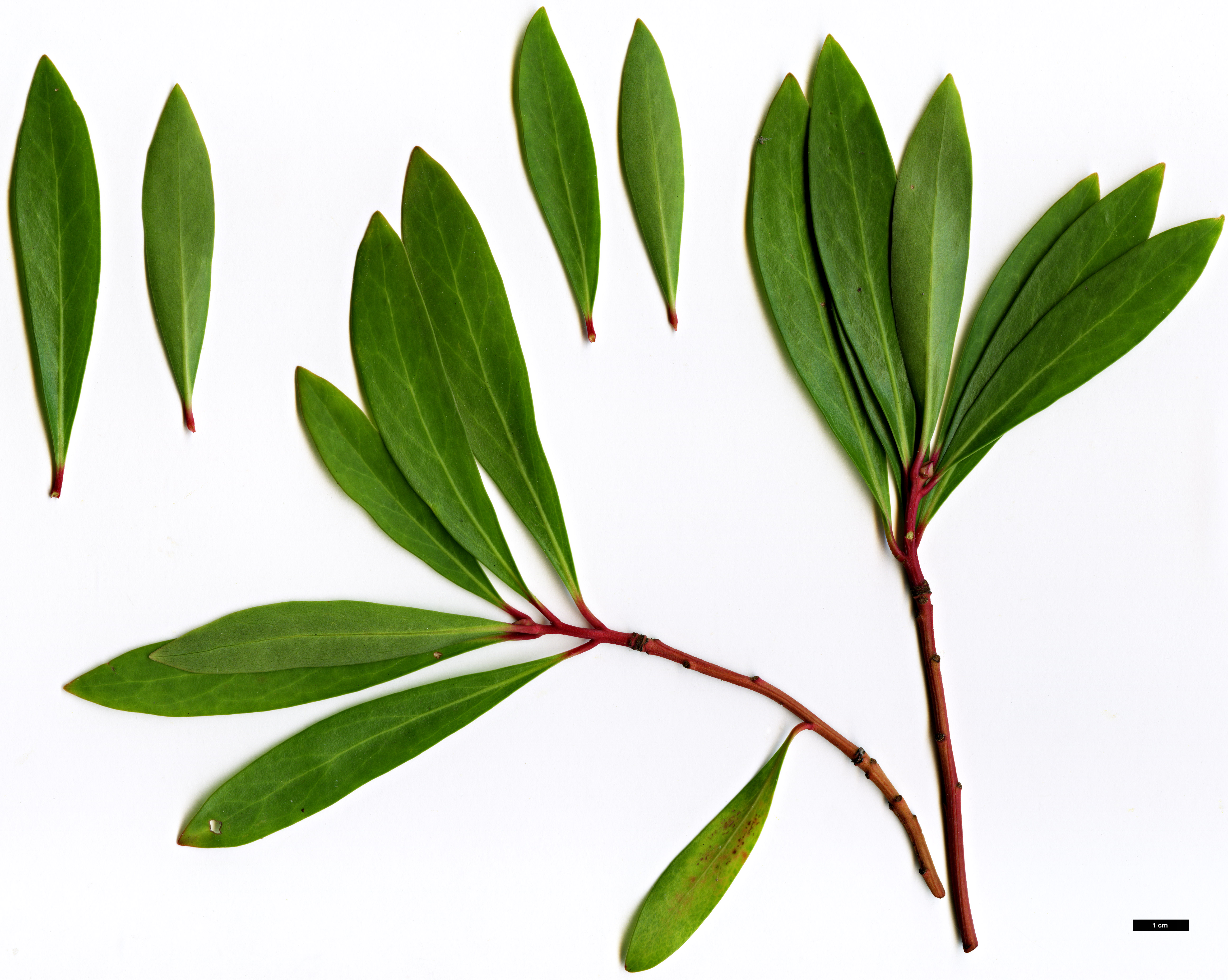 High resolution image: Family: Winteraceae - Genus: Tasmannia - Taxon: lanceolata