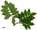 SpeciesSub: 'Aspleniifolia'