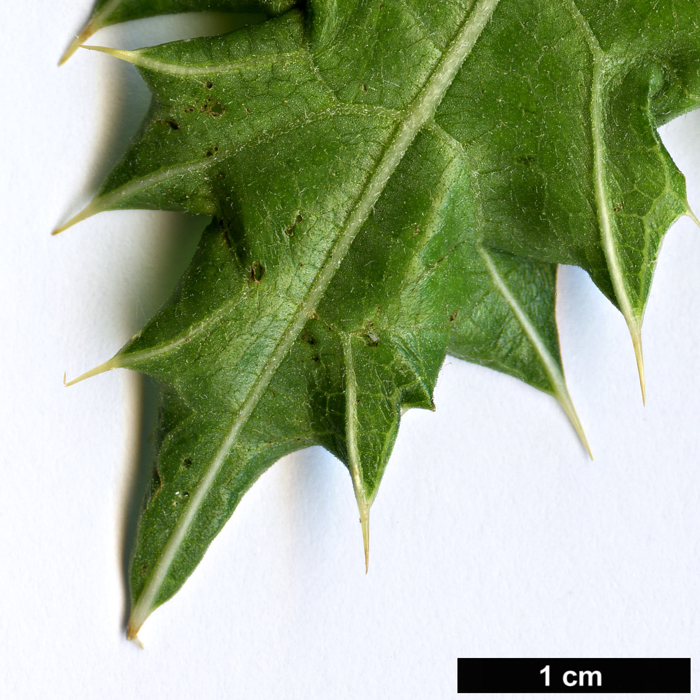High resolution image: Family: Acanthaceae - Genus: Acanthus - Taxon: sennii