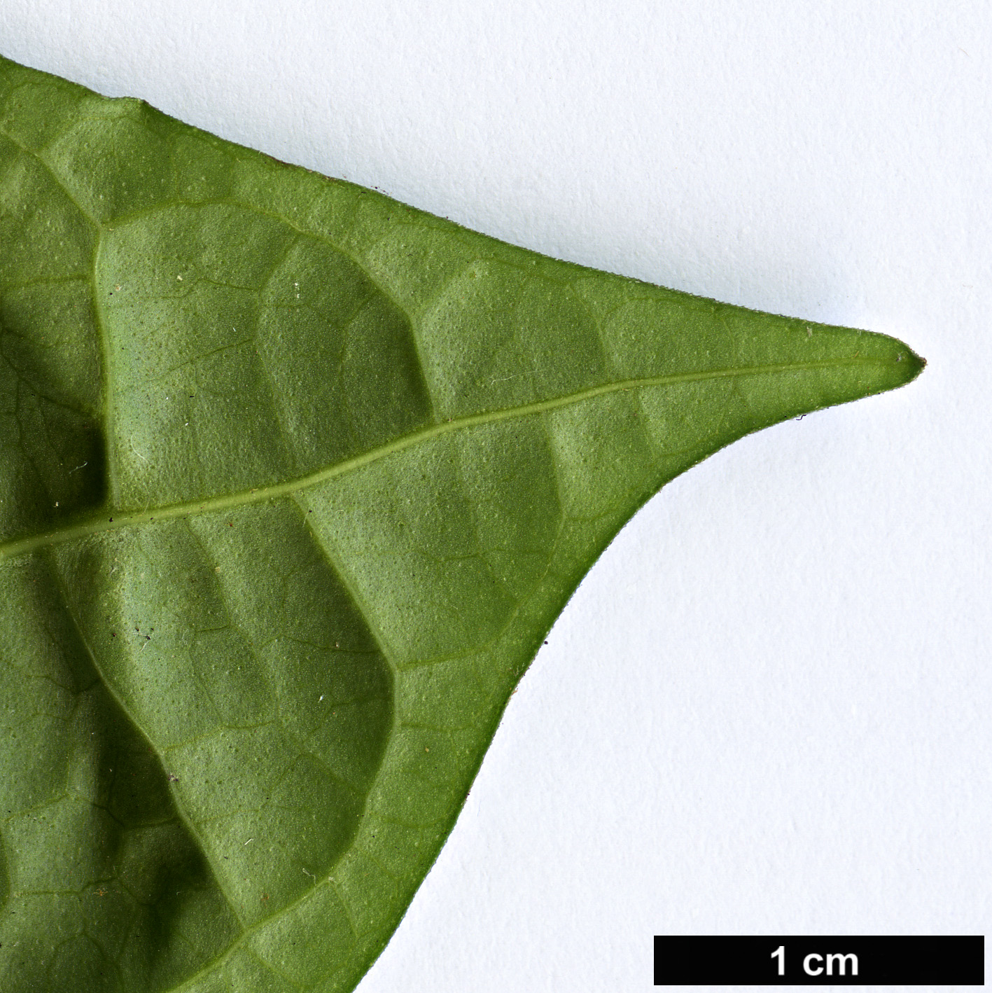 High resolution image: Family: Acanthaceae - Genus: Thunbergia - Taxon: erecta