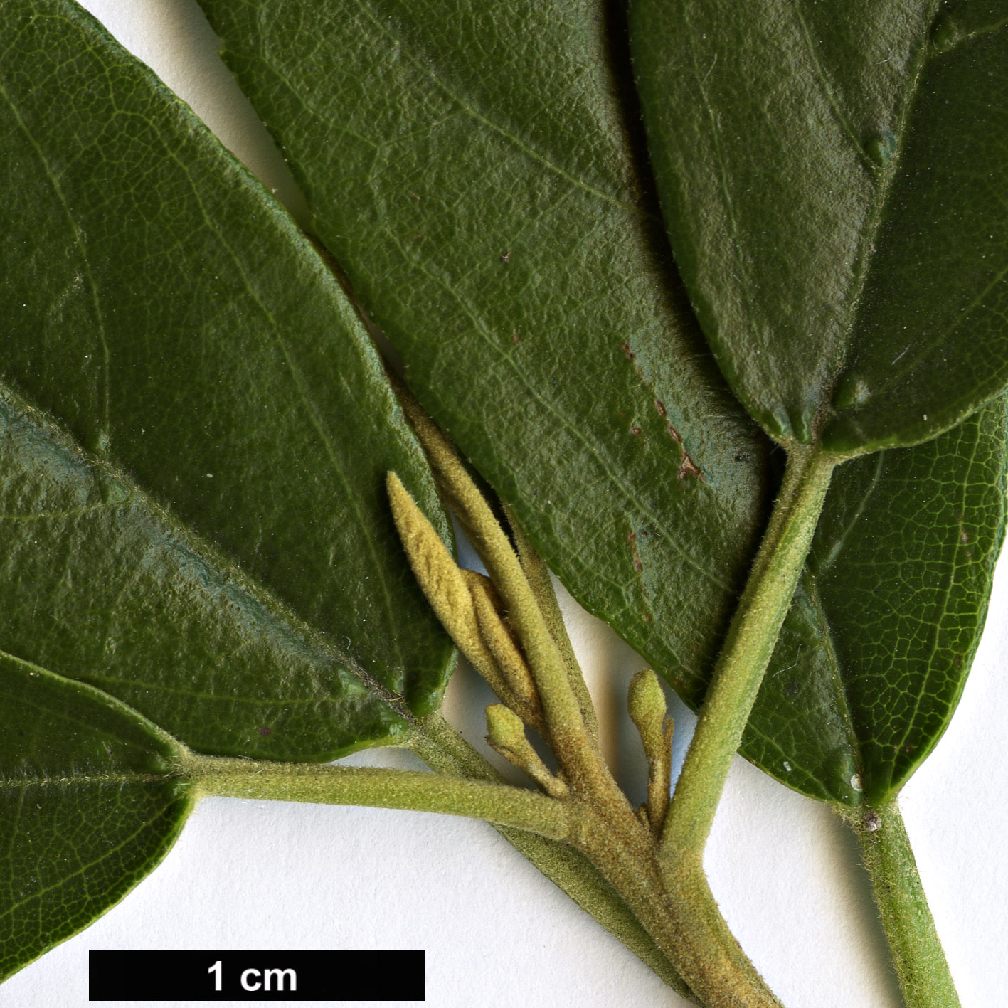 High resolution image: Family: Achariaceae - Genus: Kiggelaria - Taxon: africana