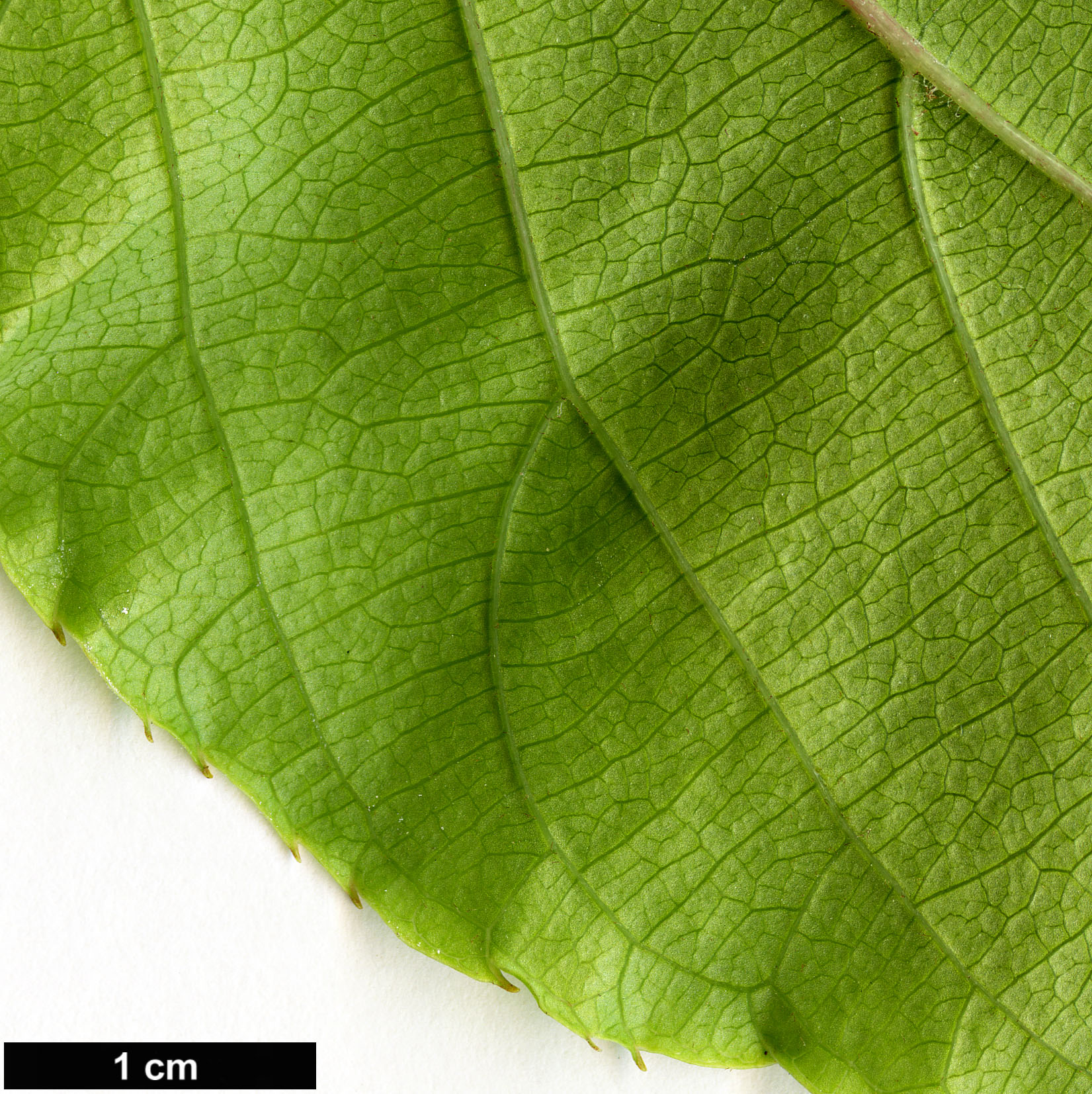 High resolution image: Family: Actinidiaceae - Genus: Actinidia - Taxon: arguta