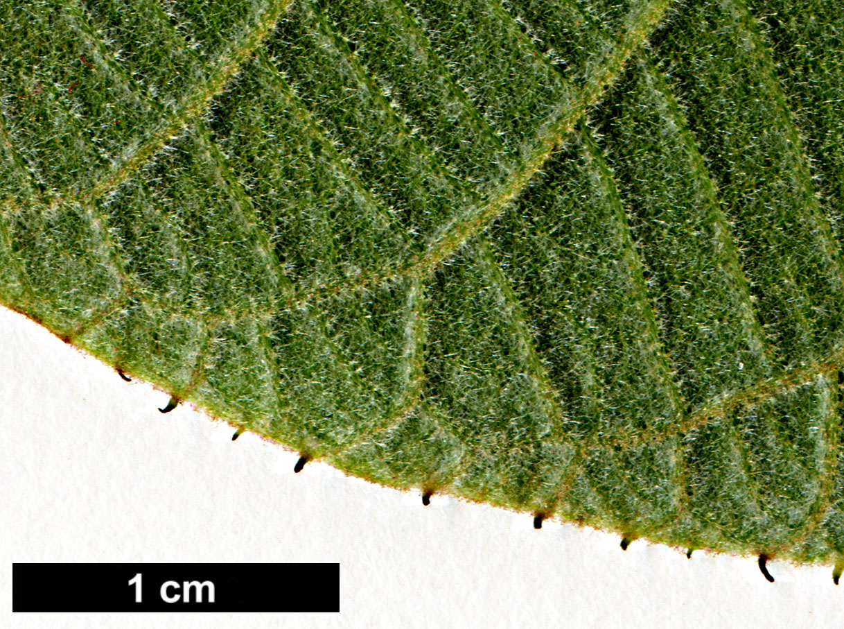 High resolution image: Family: Actinidiaceae - Genus: Actinidia - Taxon: deliciosa