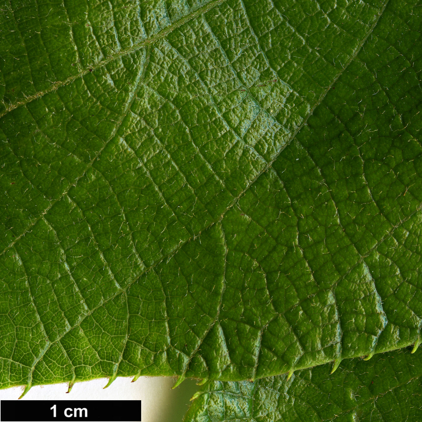 High resolution image: Family: Actinidiaceae - Genus: Actinidia - Taxon: hemsleyana