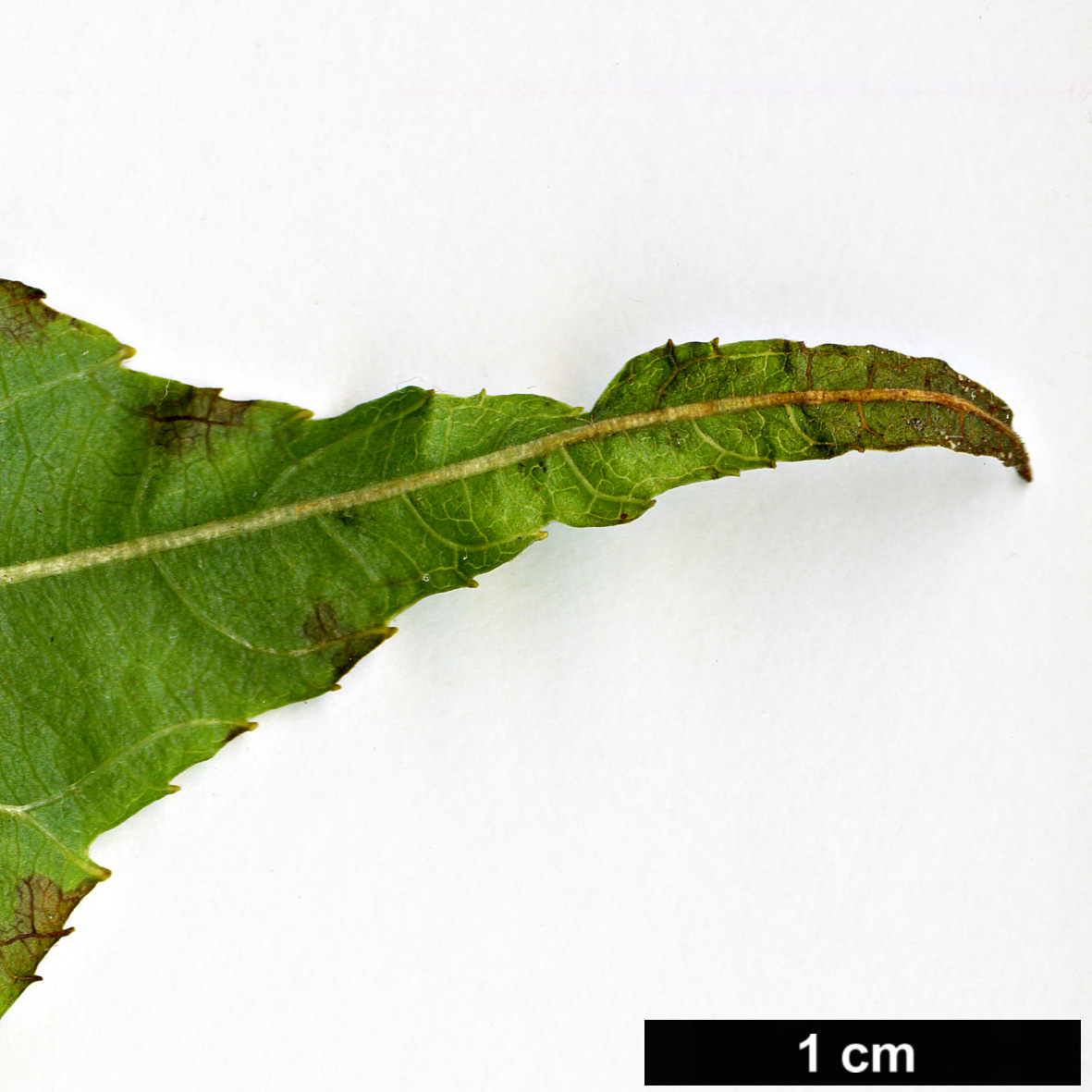High resolution image: Family: Actinidiaceae - Genus: Actinidia - Taxon: kolomikta