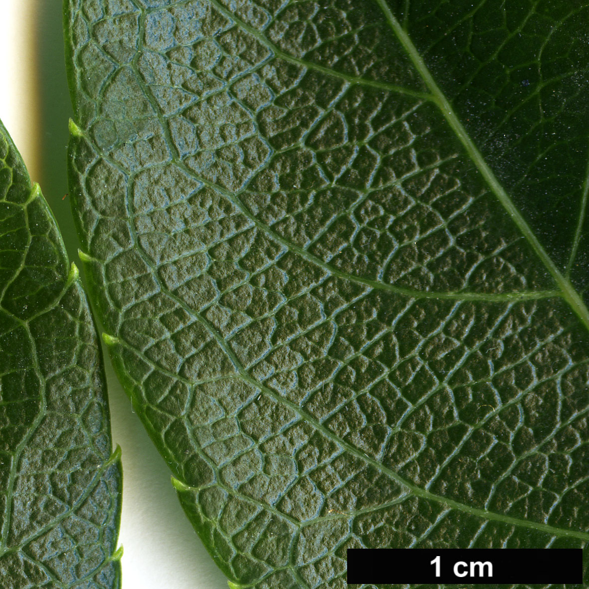 High resolution image: Family: Actinidiaceae - Genus: Actinidia - Taxon: macrosperma