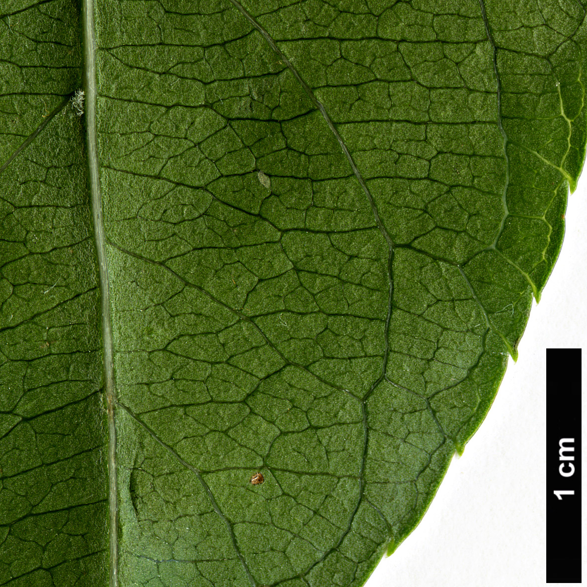 High resolution image: Family: Actinidiaceae - Genus: Actinidia - Taxon: macrosperma