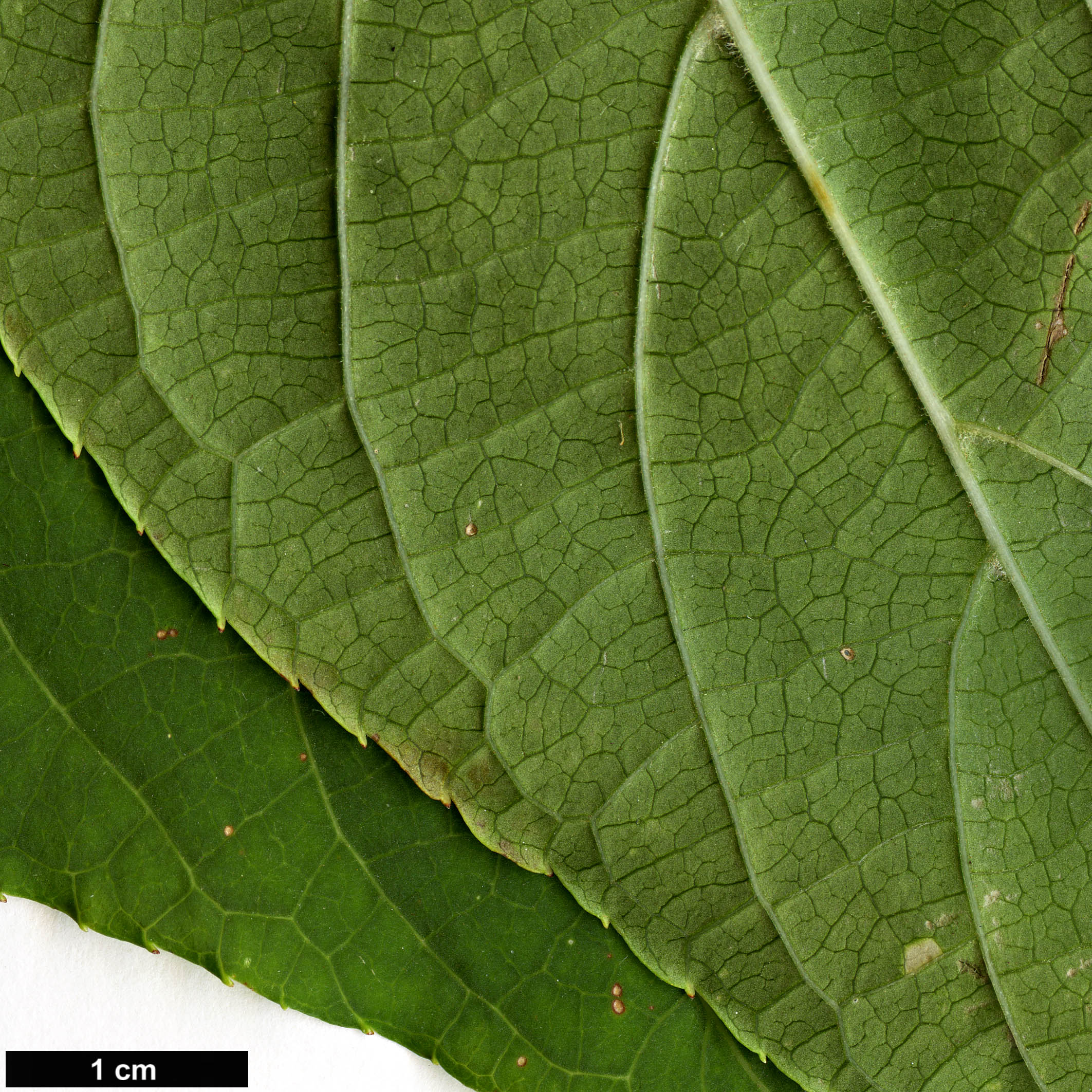 High resolution image: Family: Actinidiaceae - Genus: Actinidia - Taxon: polygama