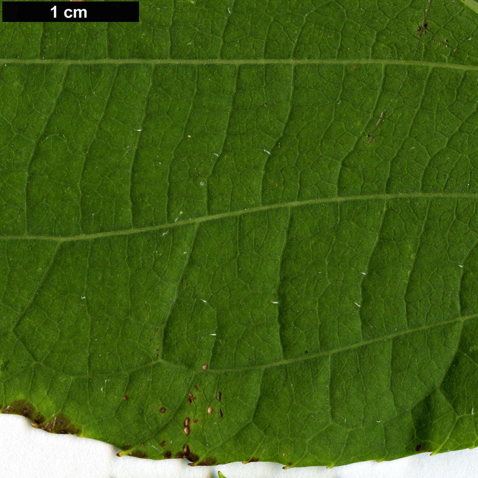 High resolution image: Family: Actinidiaceae - Genus: Actinidia - Taxon: polygama