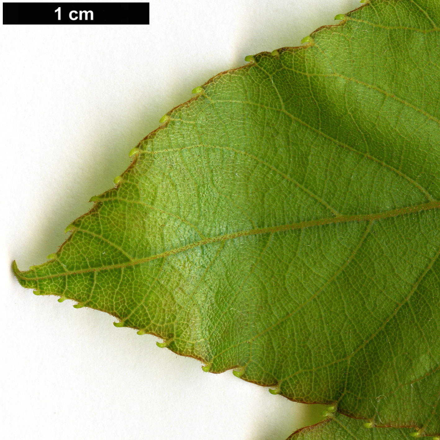 High resolution image: Family: Actinidiaceae - Genus: Actinidia - Taxon: rufa