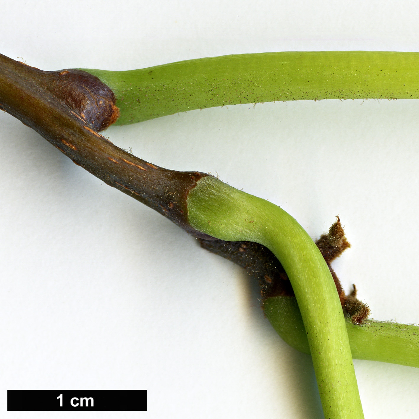 High resolution image: Family: Actinidiaceae - Genus: Actinidia - Taxon: rufa