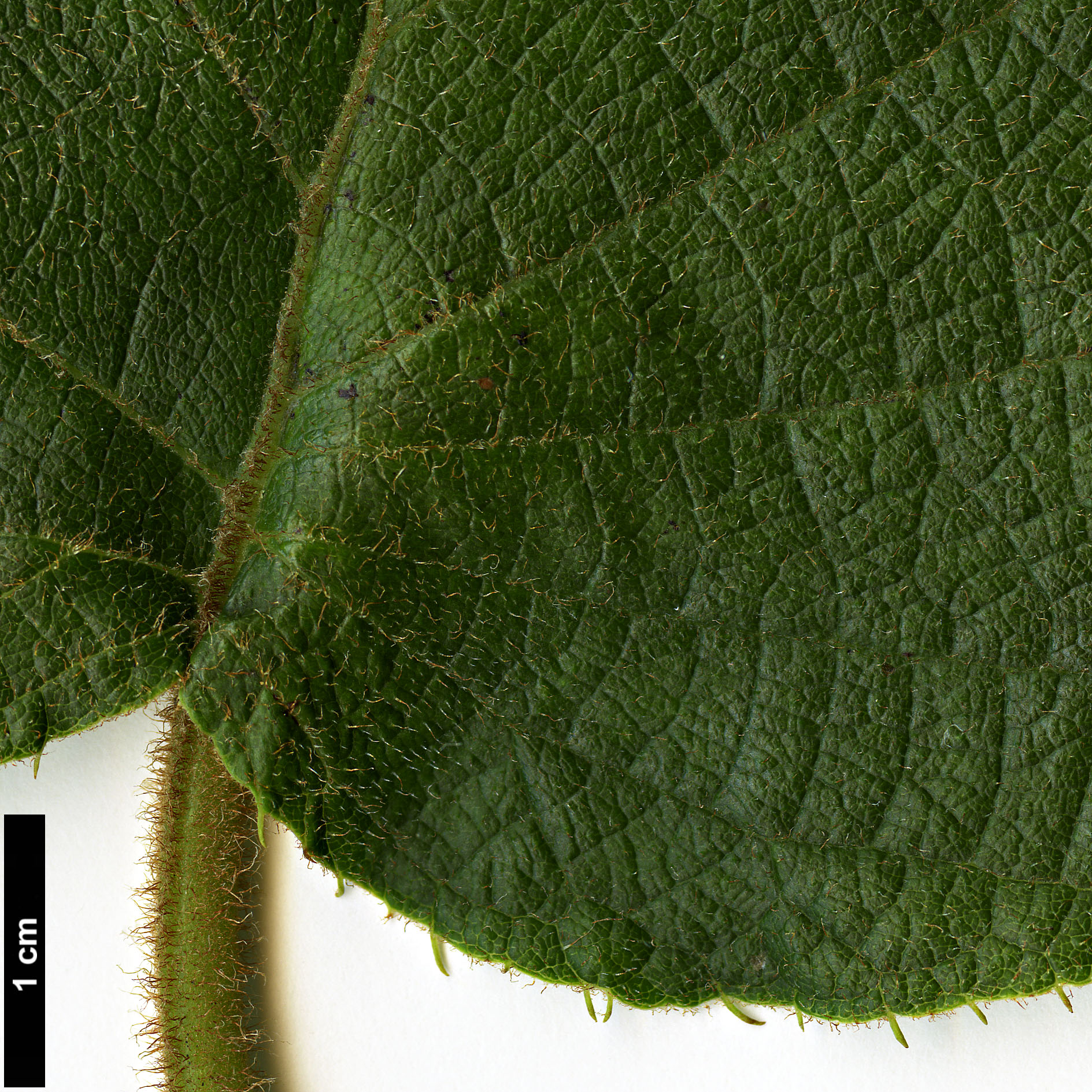 High resolution image: Family: Actinidiaceae - Genus: Actinidia - Taxon: setosa