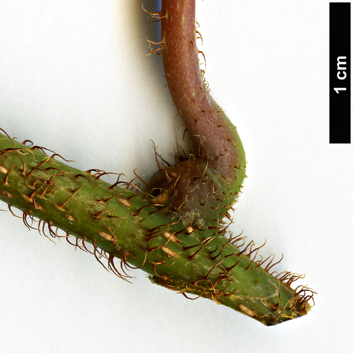 High resolution image: Family: Actinidiaceae - Genus: Actinidia - Taxon: setosa