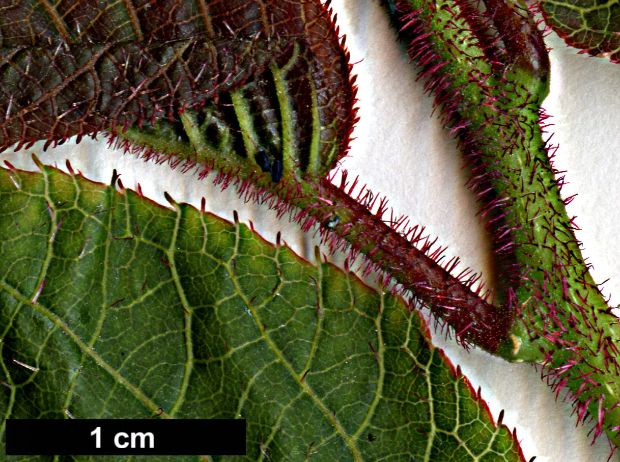 High resolution image: Family: Actinidiaceae - Genus: Actinidia - Taxon: strigosa
