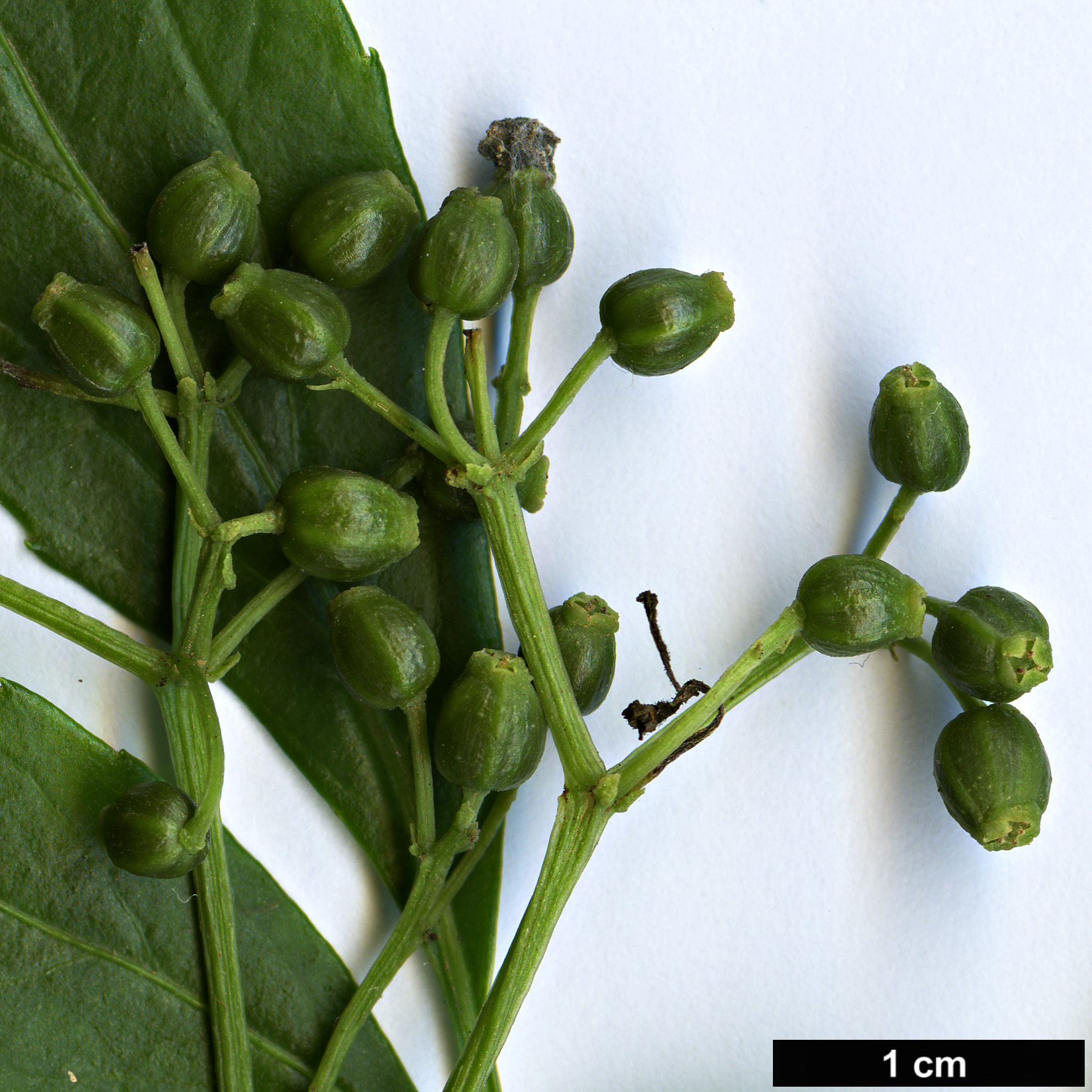 High resolution image: Family: Adoxaceae - Genus: Sambucus - Taxon: australasica