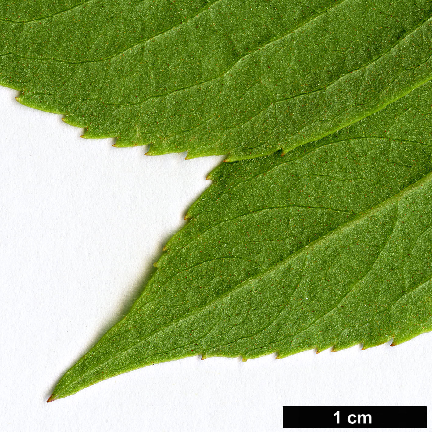 High resolution image: Family: Adoxaceae - Genus: Sambucus - Taxon: canadensis